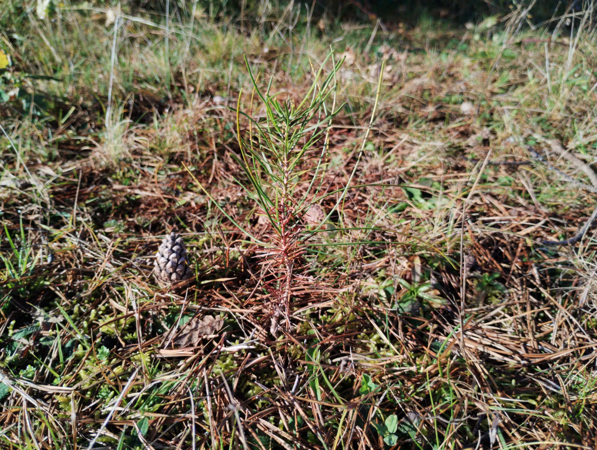 img/pinus-sylvestris-7.webp