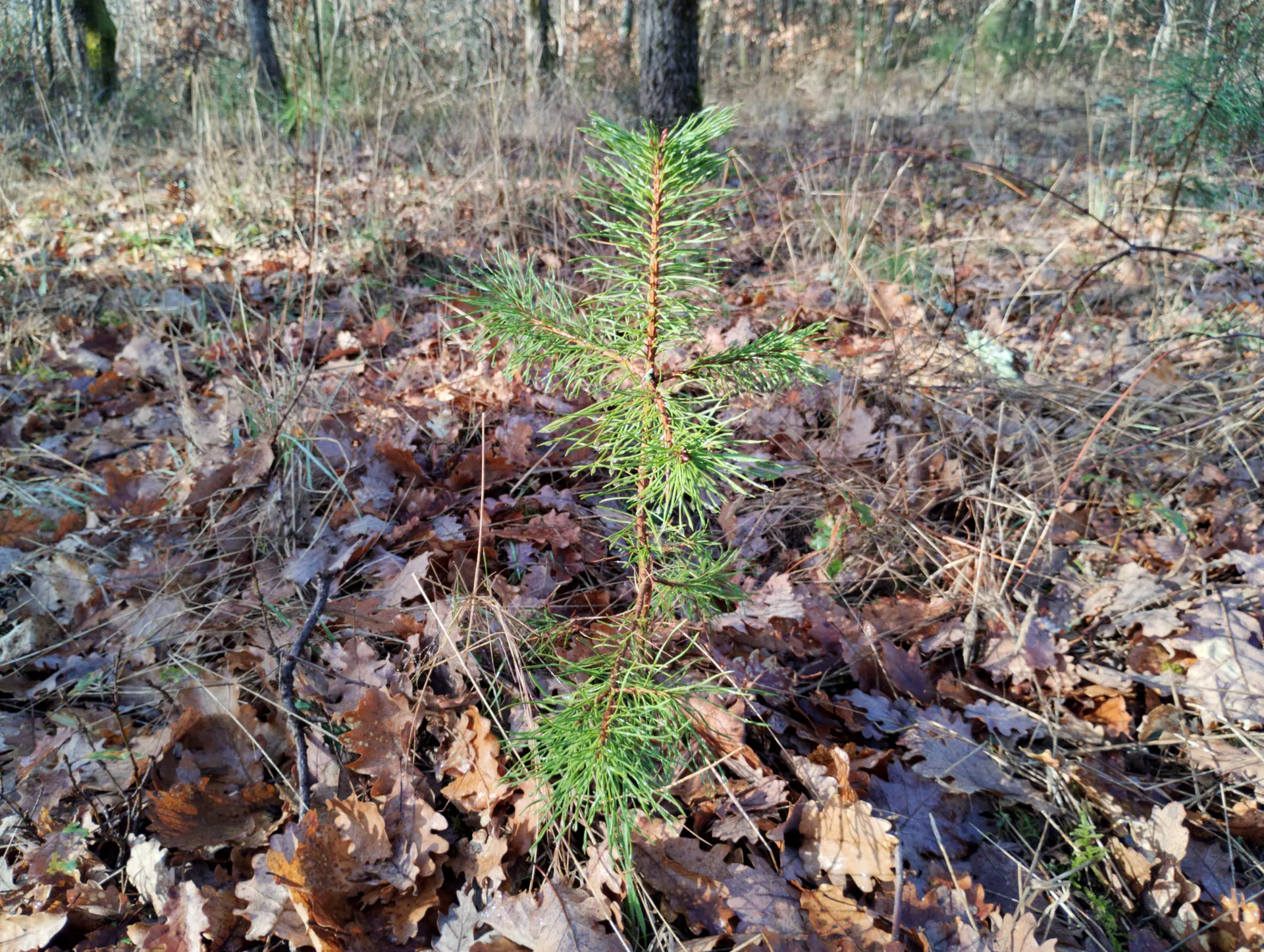img/pinus-sylvestris-8.webp