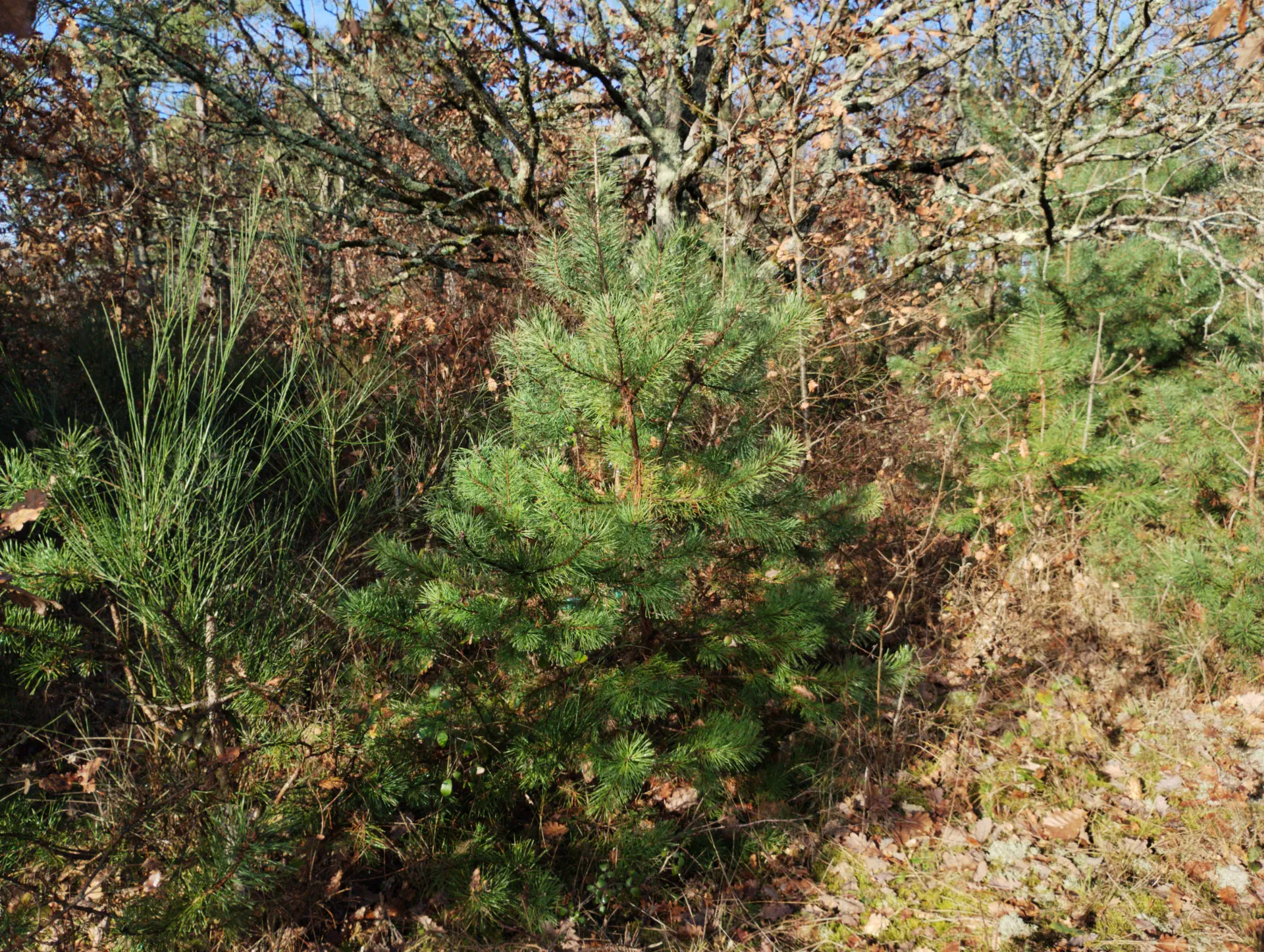 img/pinus-sylvestris-9.webp
