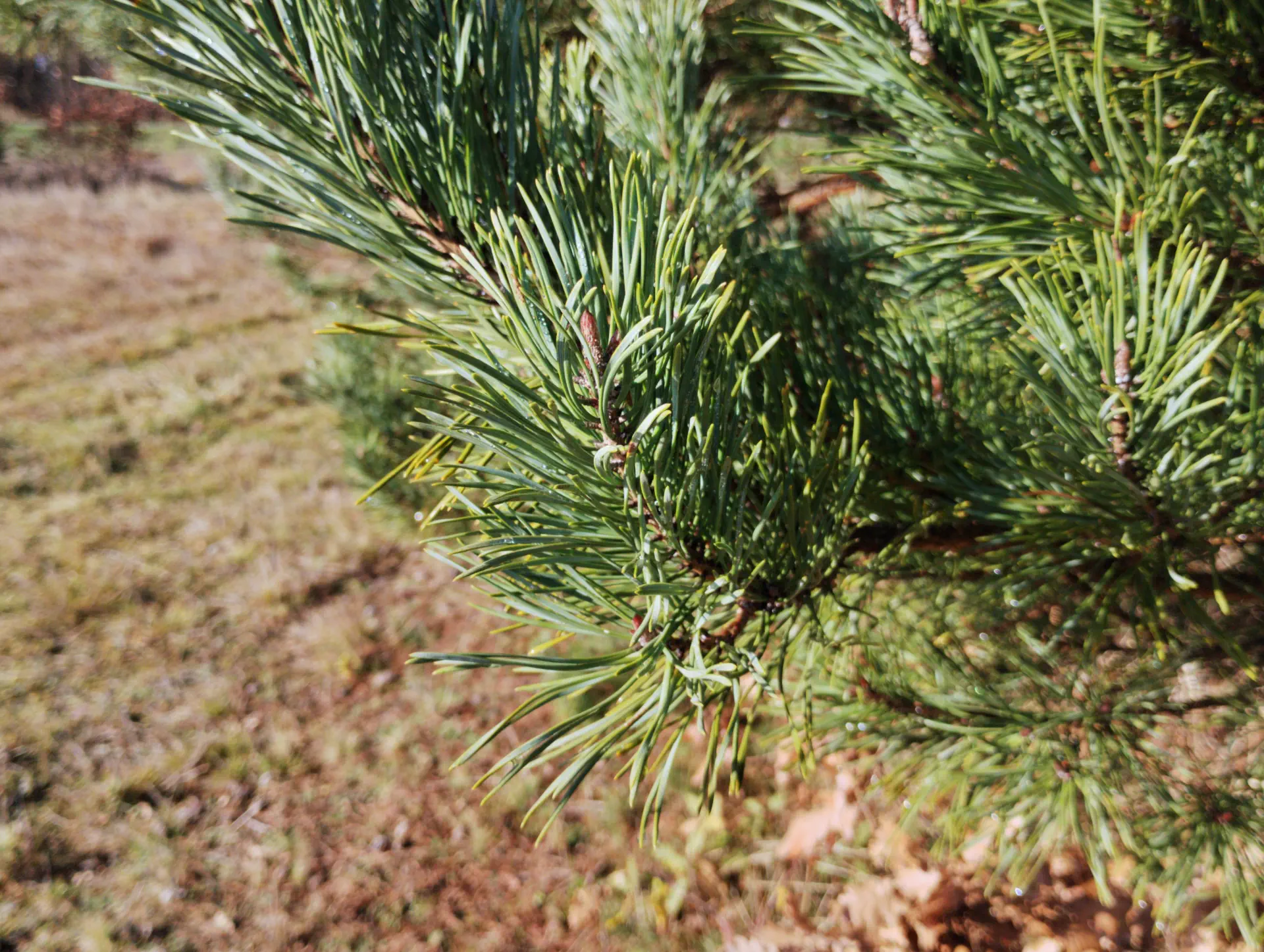 img/pinus-sylvestris.webp