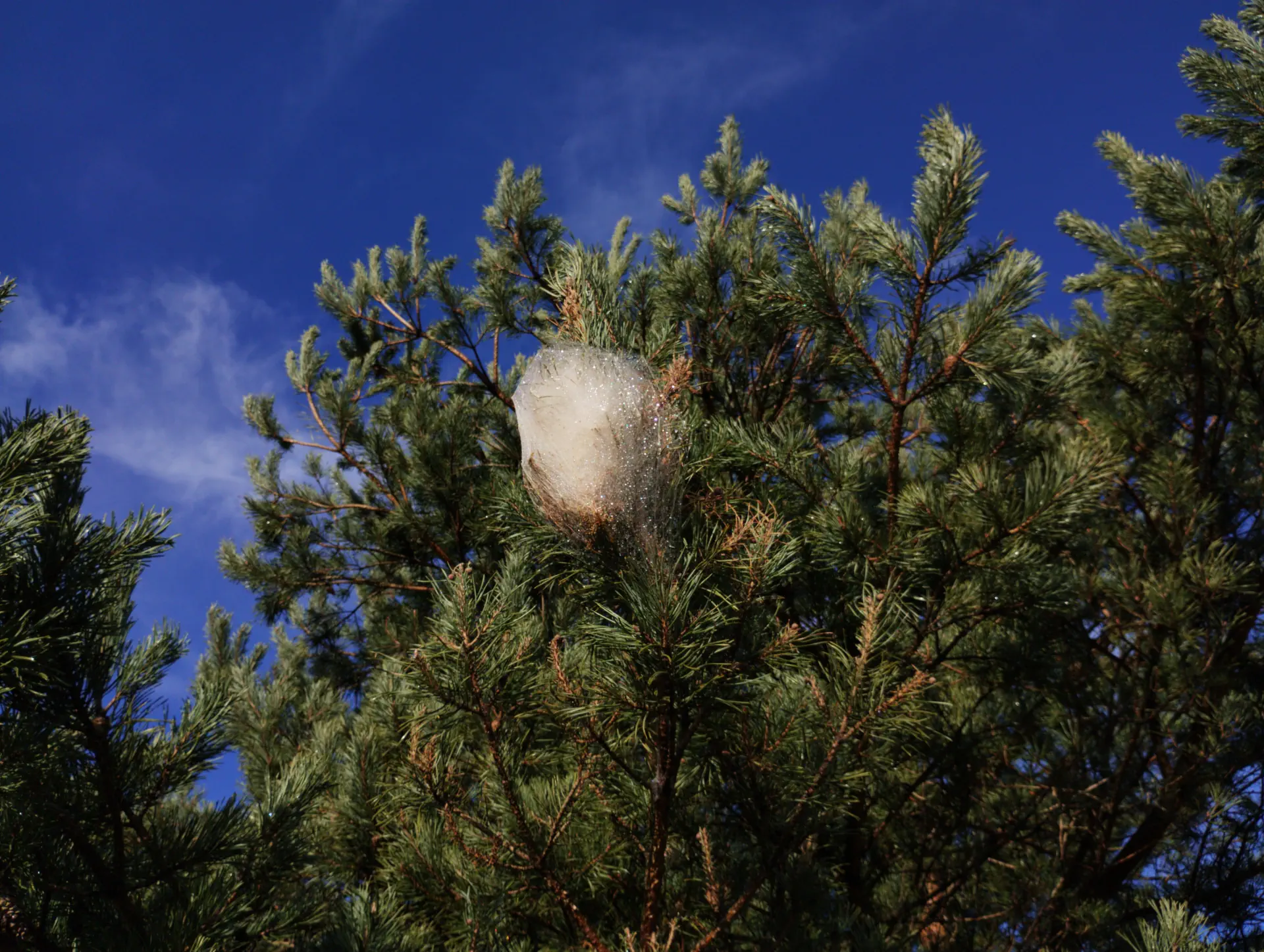 img/thaumetopoea-pityocampa-nest.webp