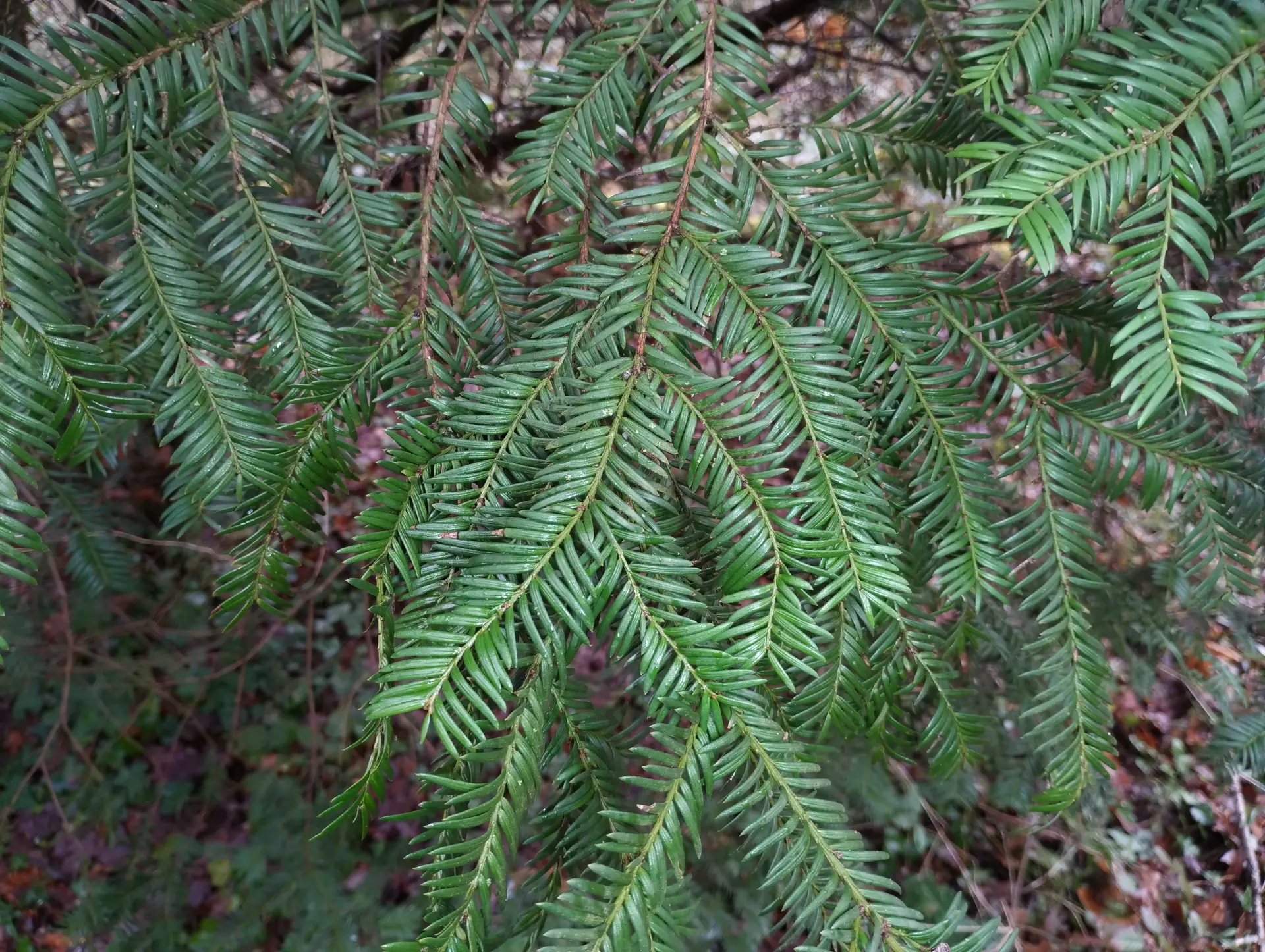 img/taxus-baccata-2.webp
