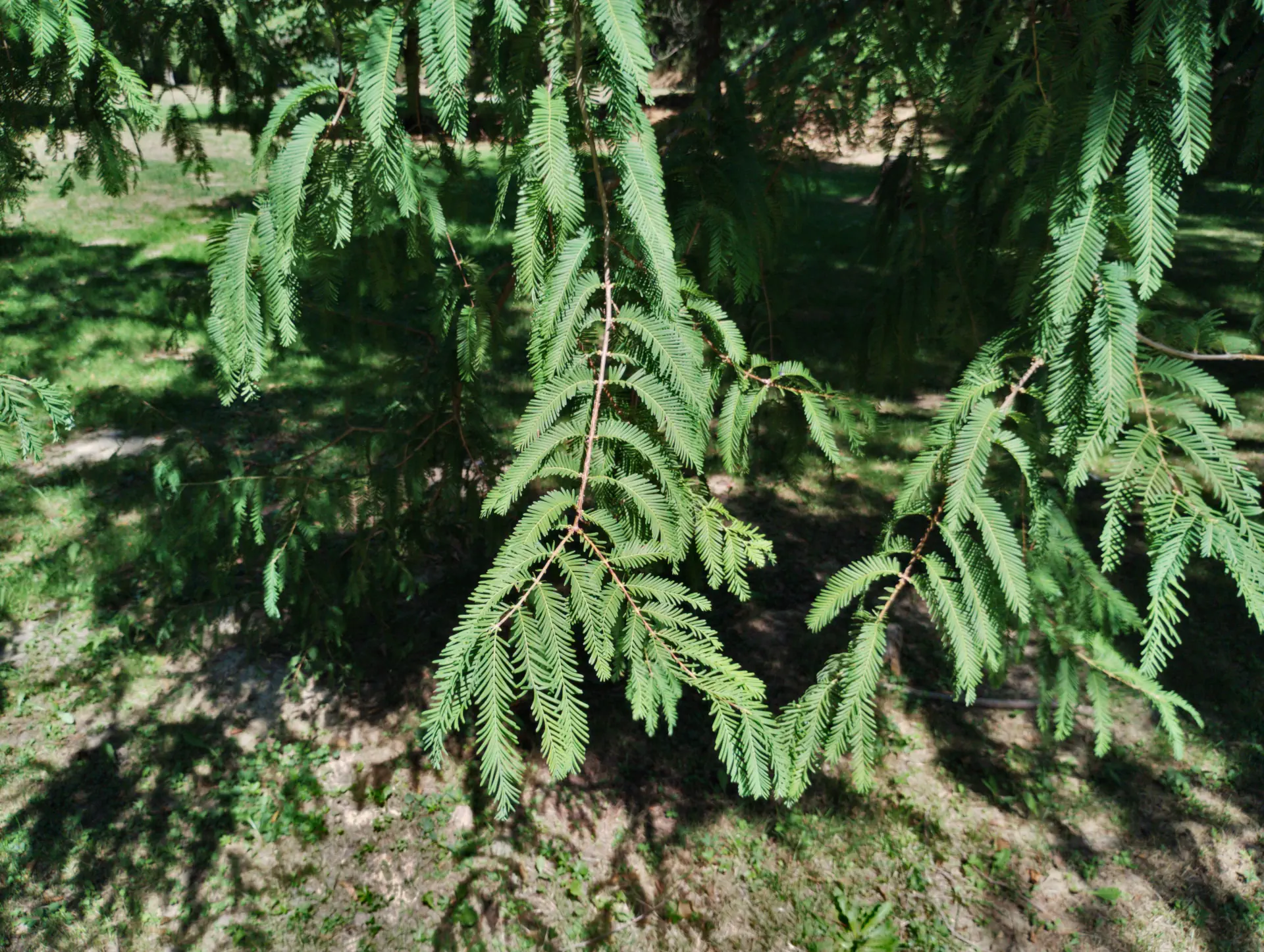 img/taxus-baccata-7.webp
