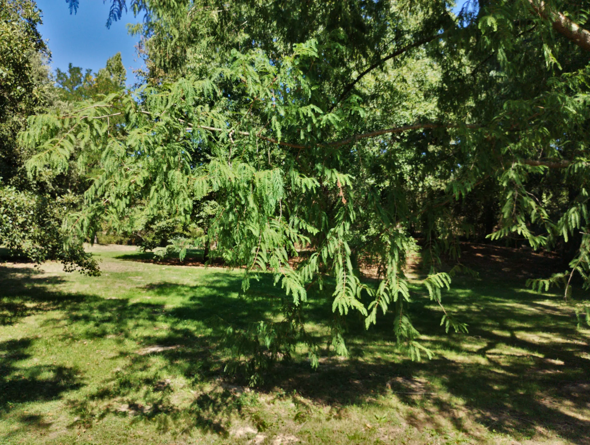 img/taxus-baccata-8.webp
