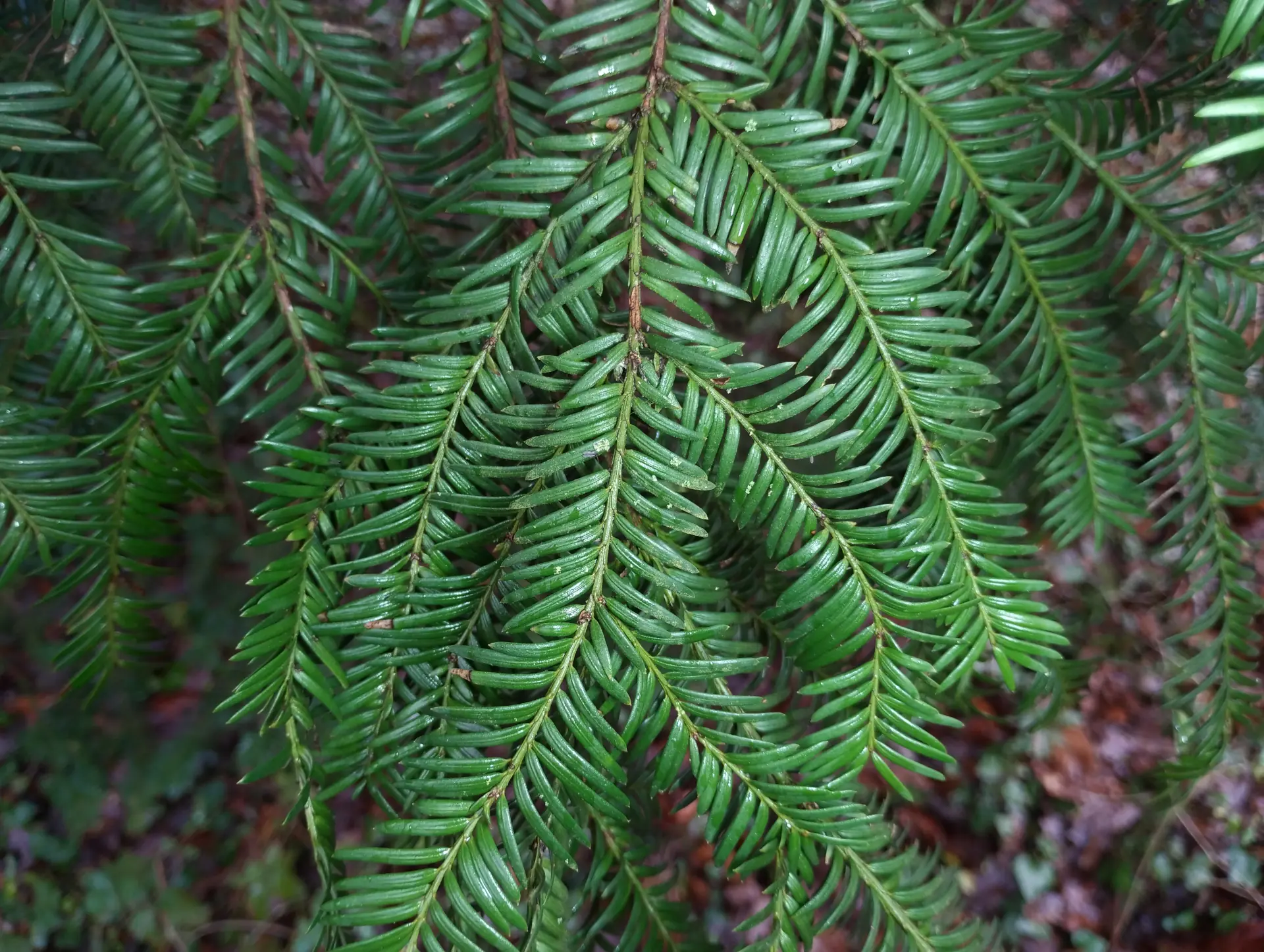 img/taxus-baccata.webp