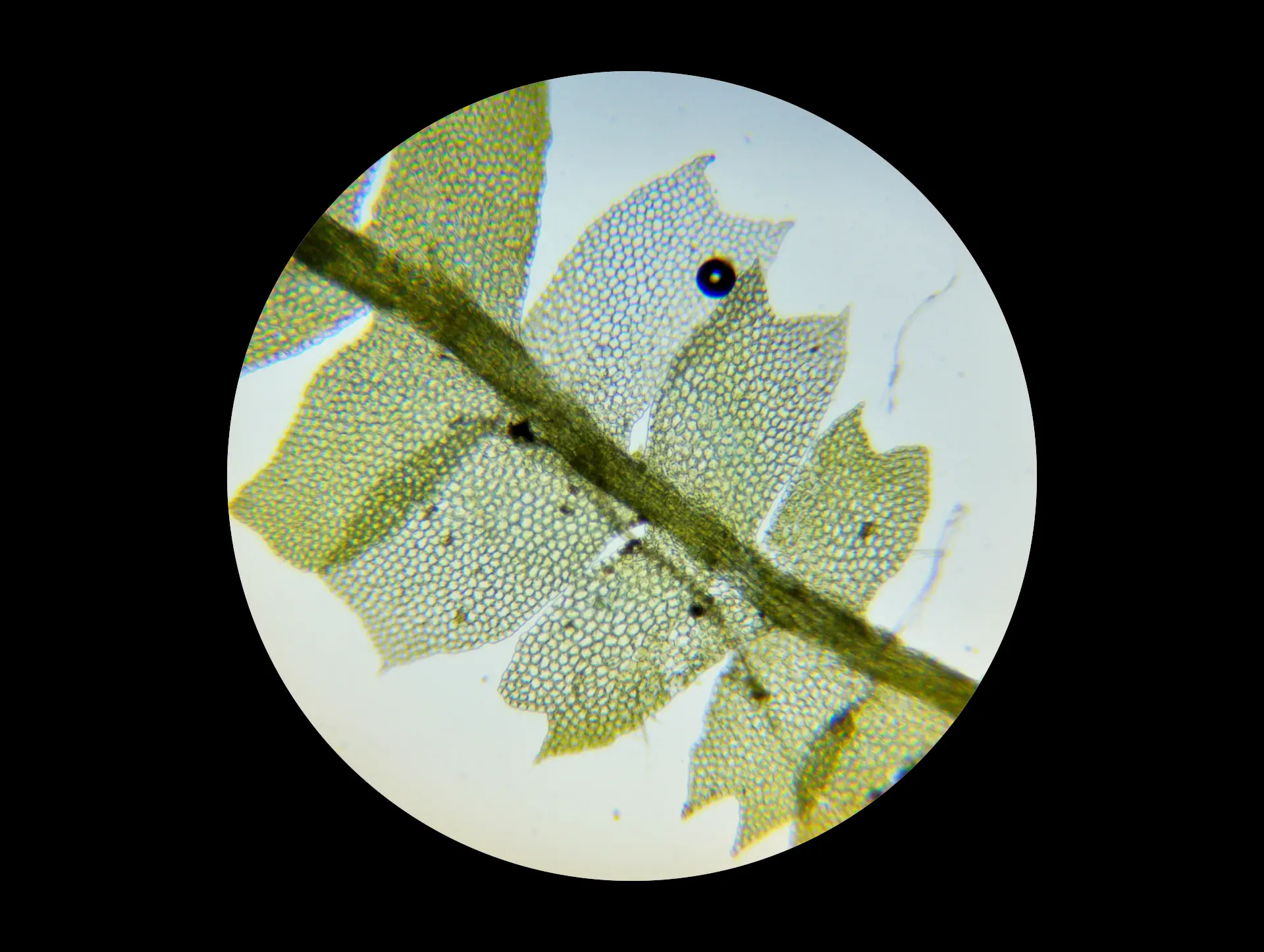 img/lophocolea-heterophylla-3.webp