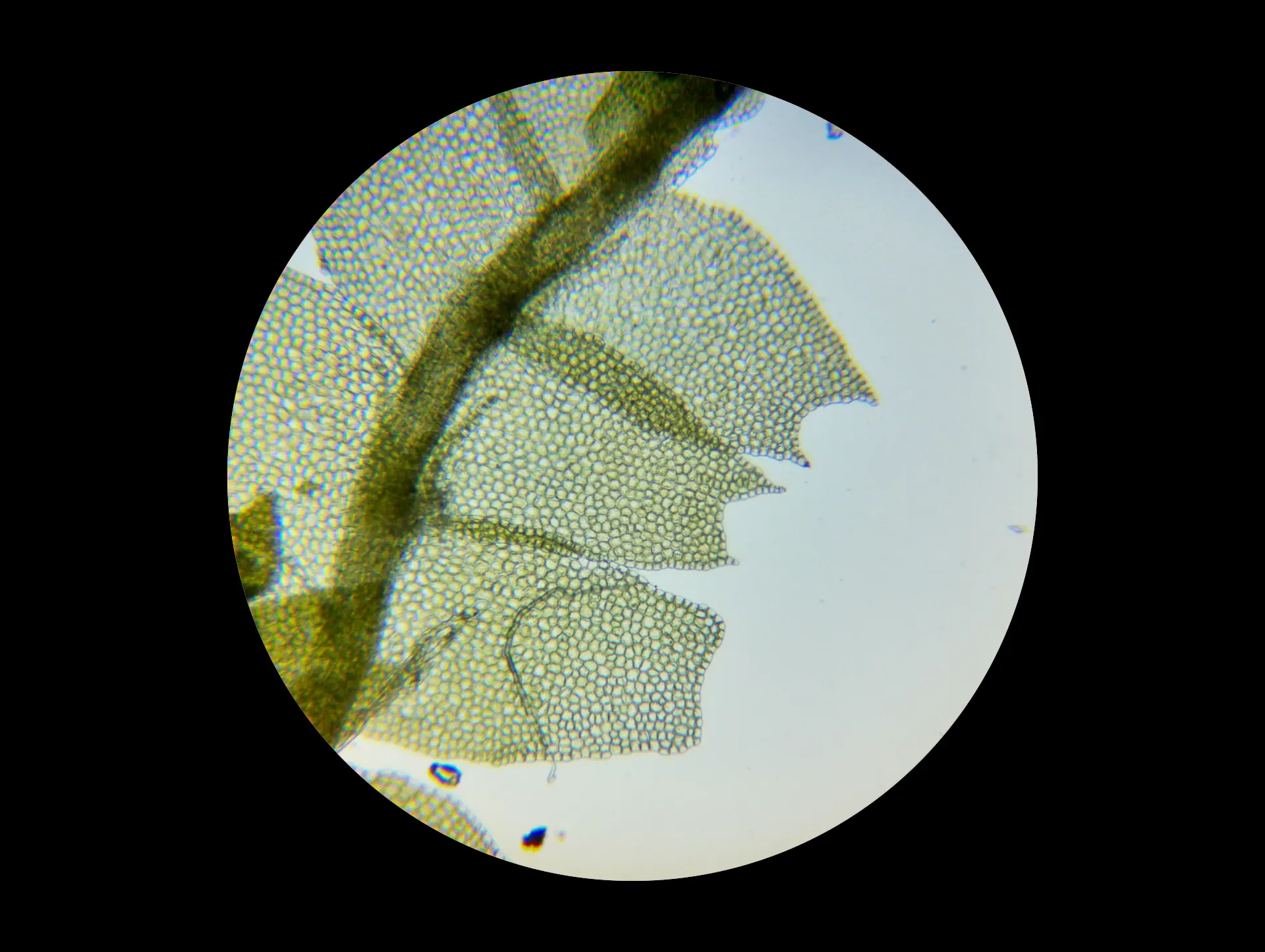 img/lophocolea-heterophylla-4.webp