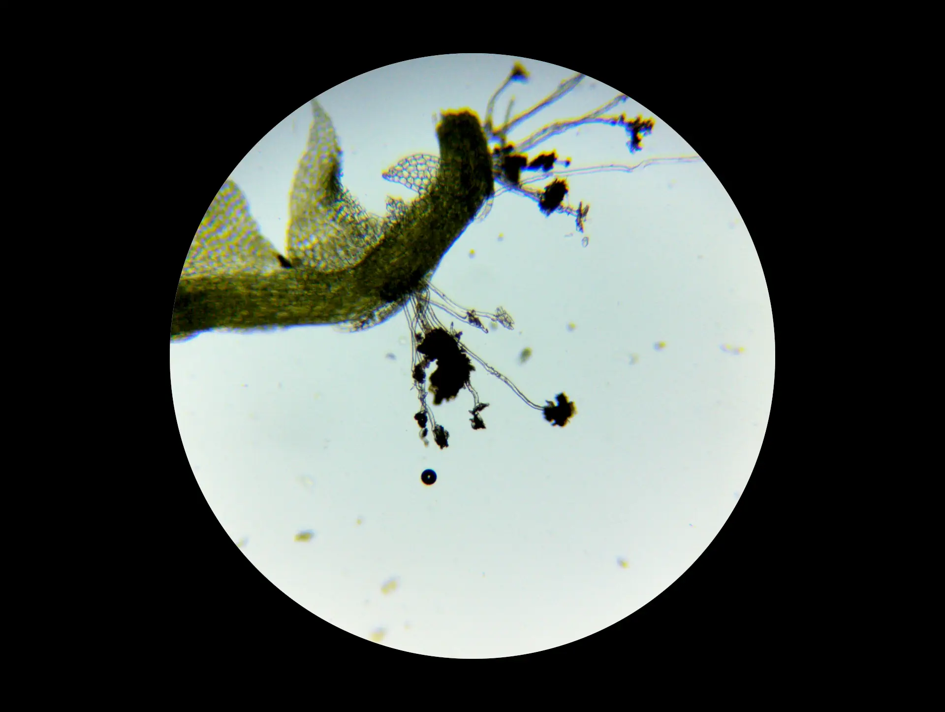 img/lophocolea-heterophylla-5.webp