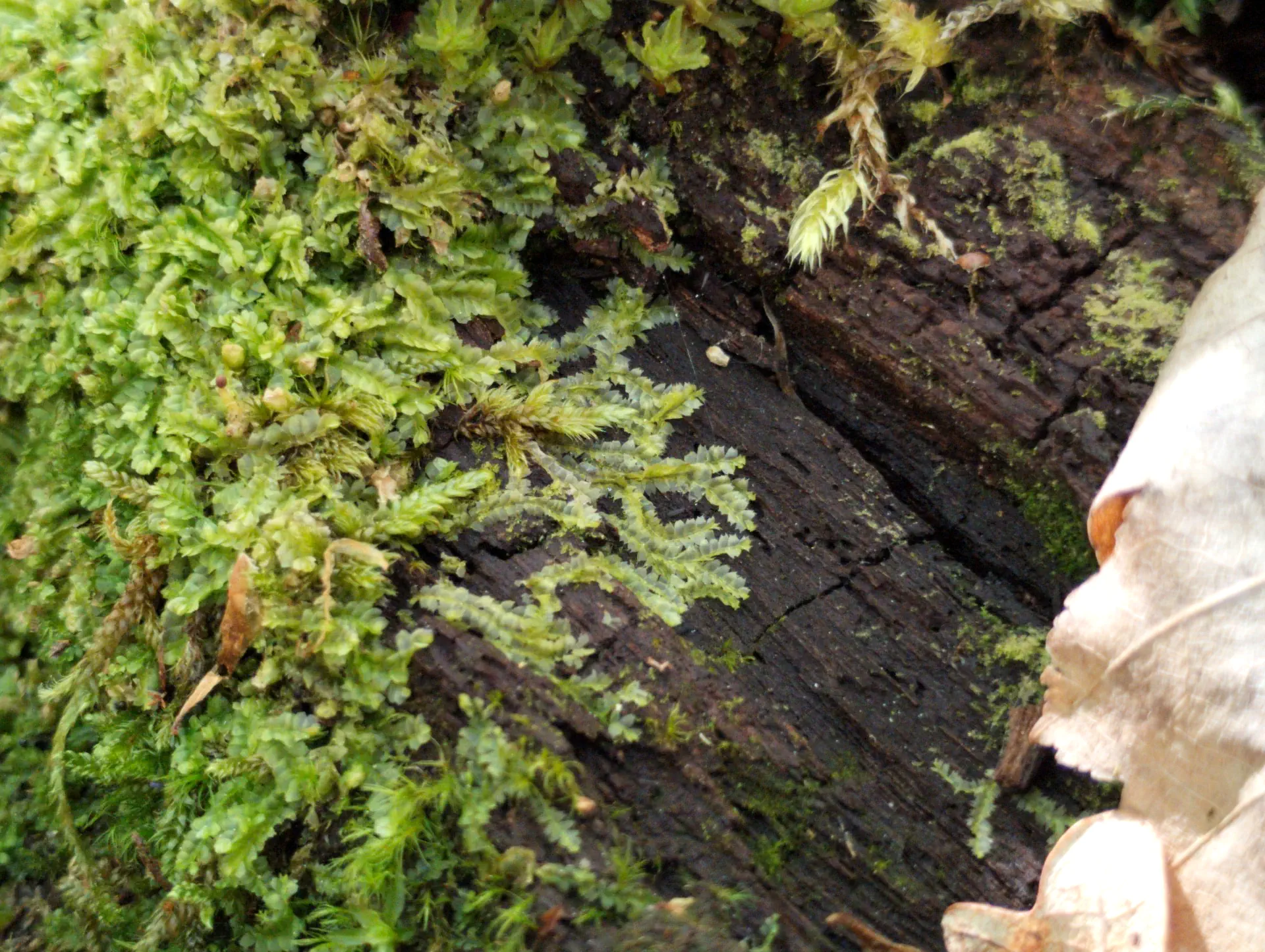 img/lophocolea-heterophylla.webp