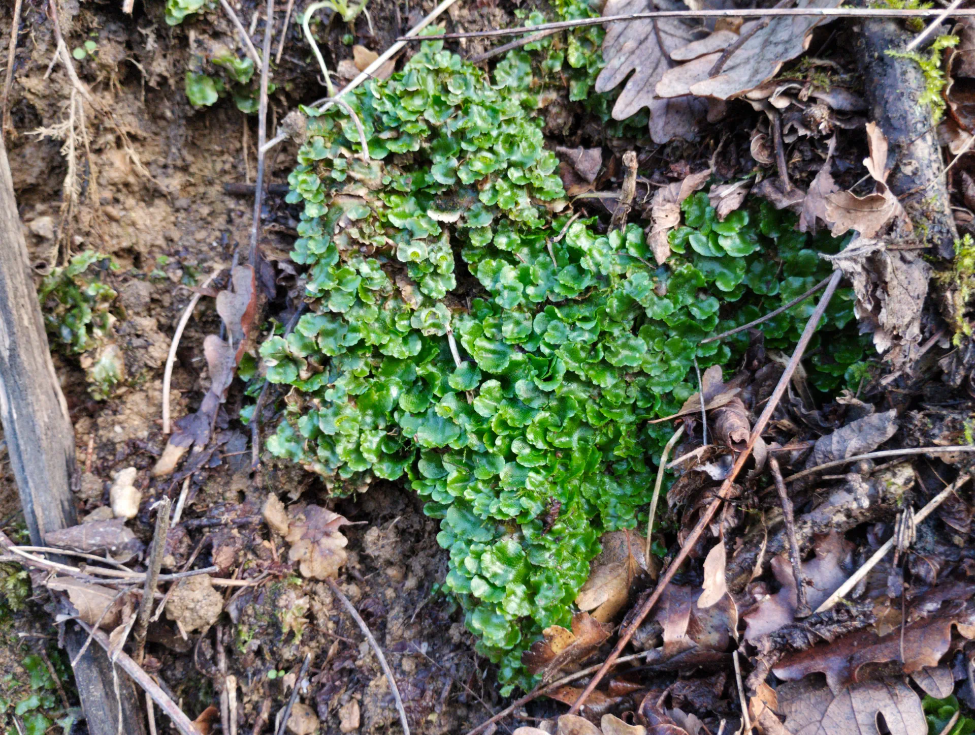 img/lunularia-cruciata-2.webp