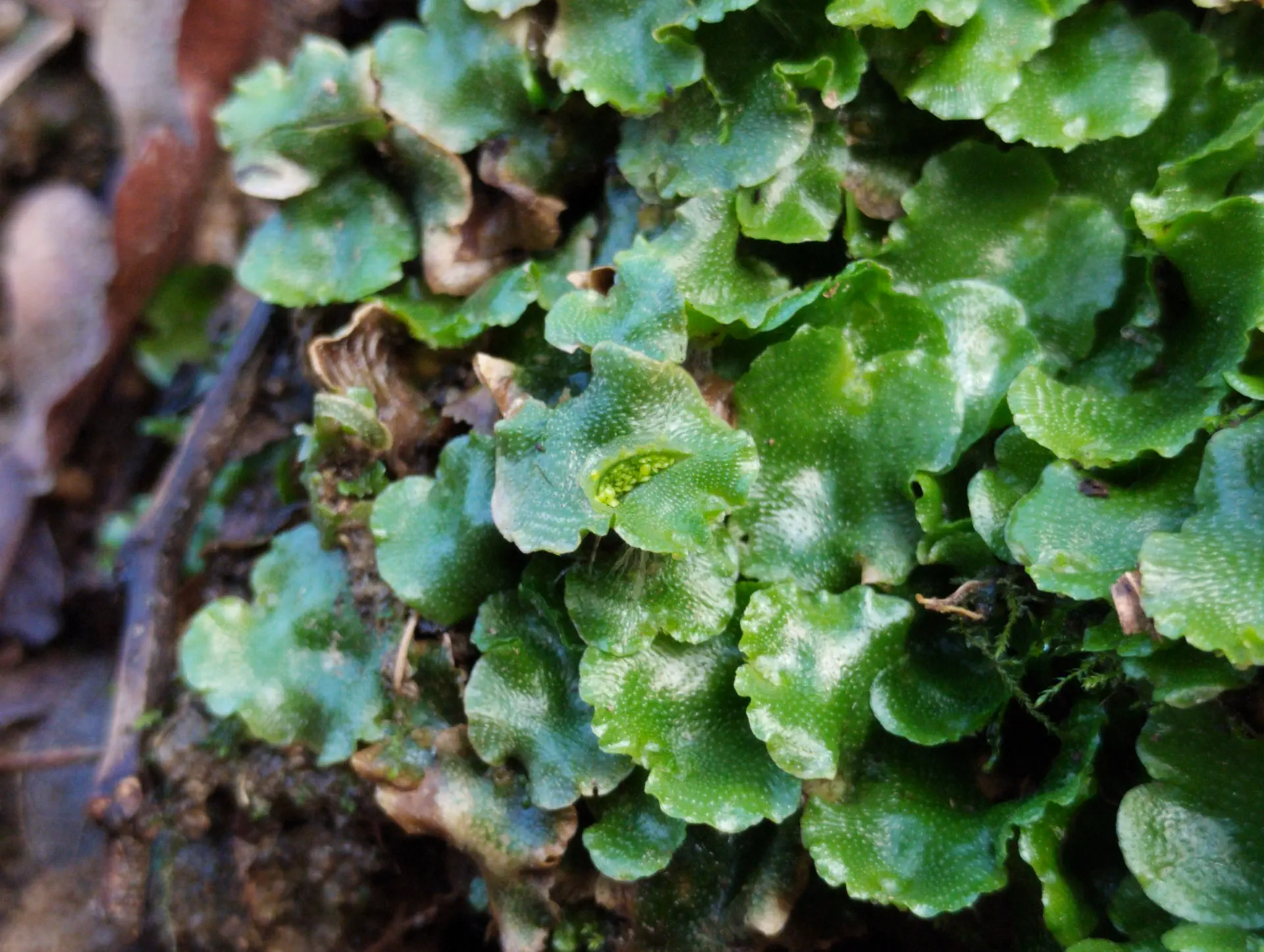 img/lunularia-cruciata.webp