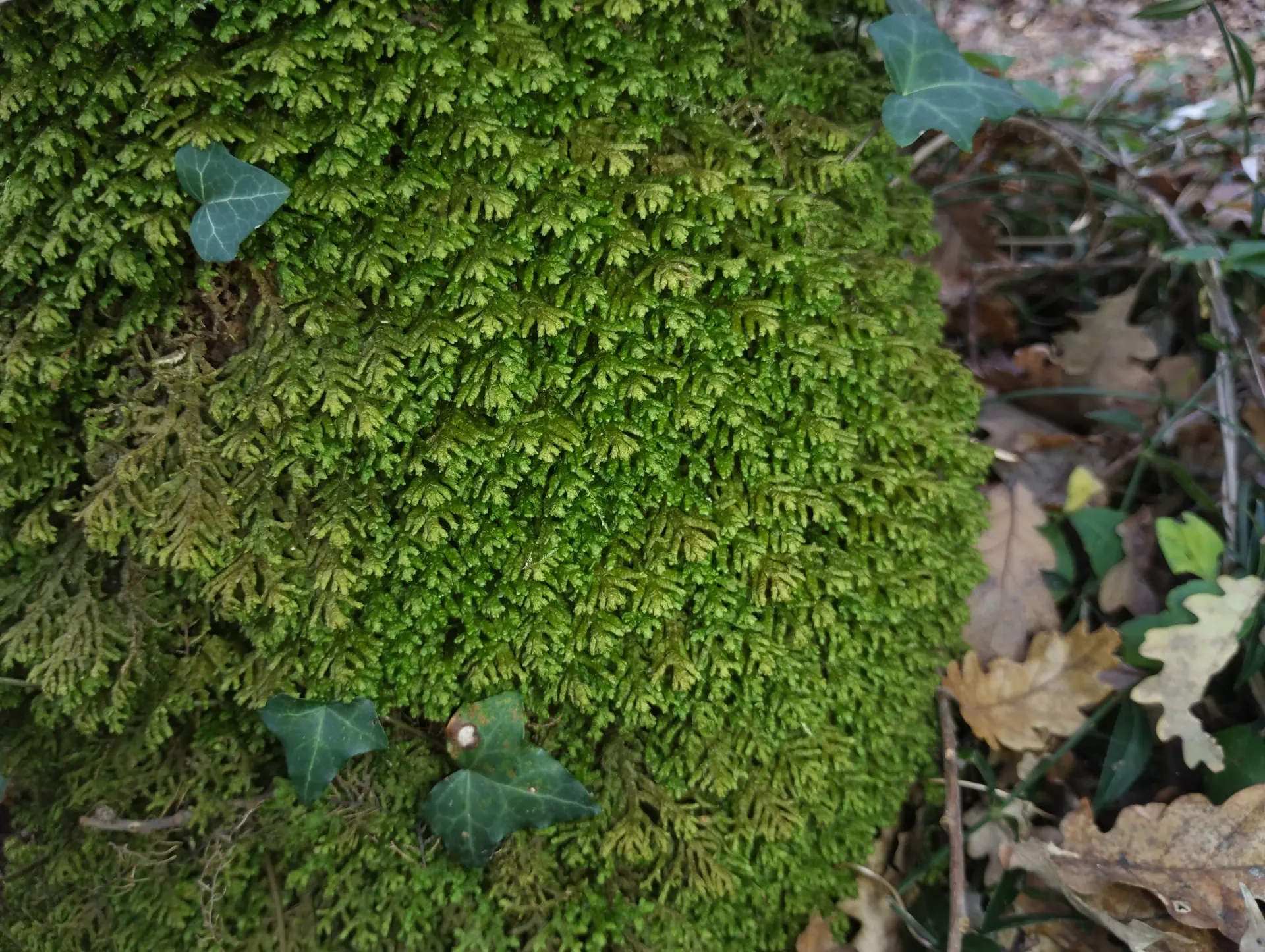 img/porella-platyphylla-2.webp