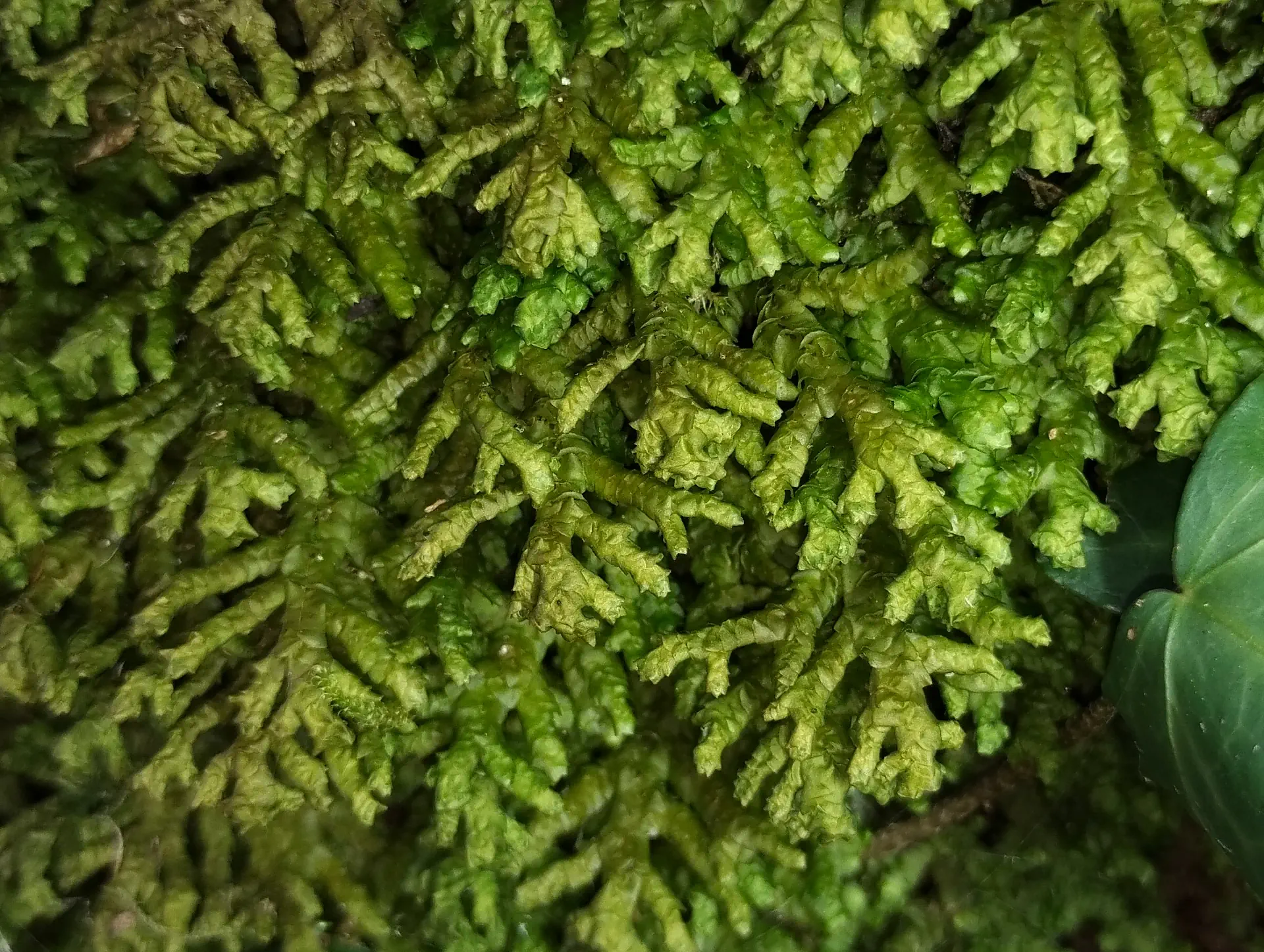 img/porella-platyphylla.webp