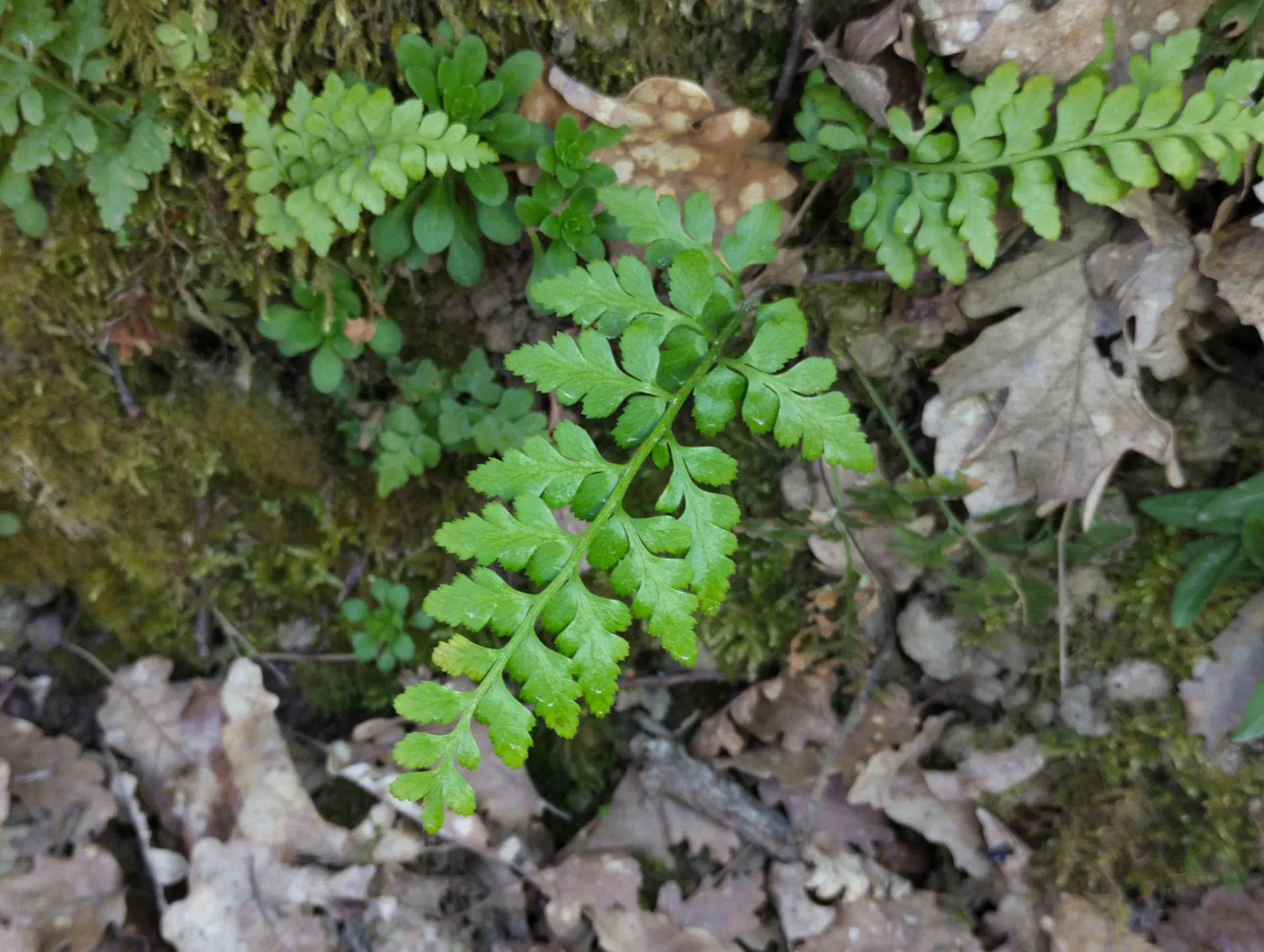 img/asplenium-adiantum-nigrum-12.webp