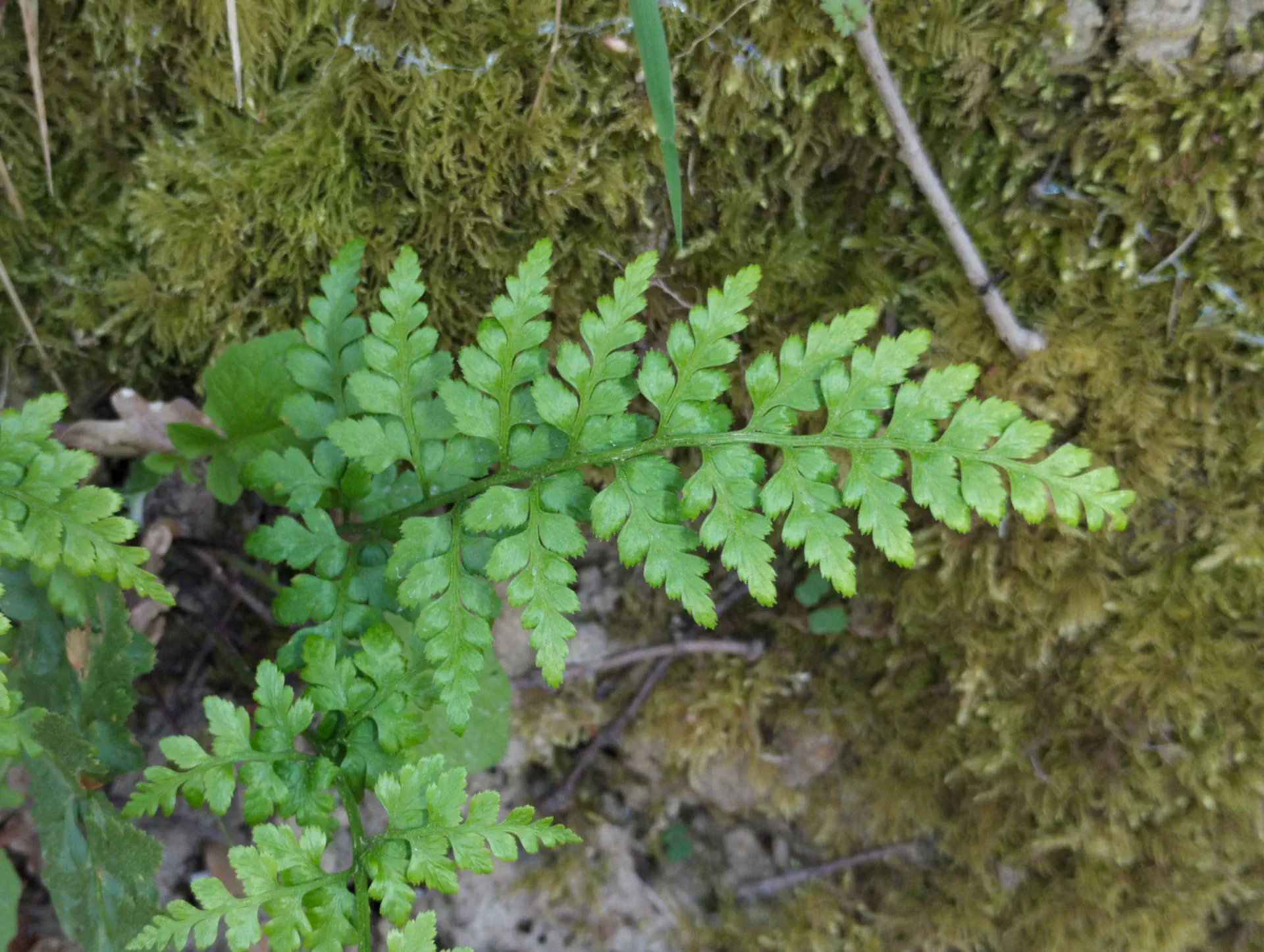 img/asplenium-adiantum-nigrum-13.webp