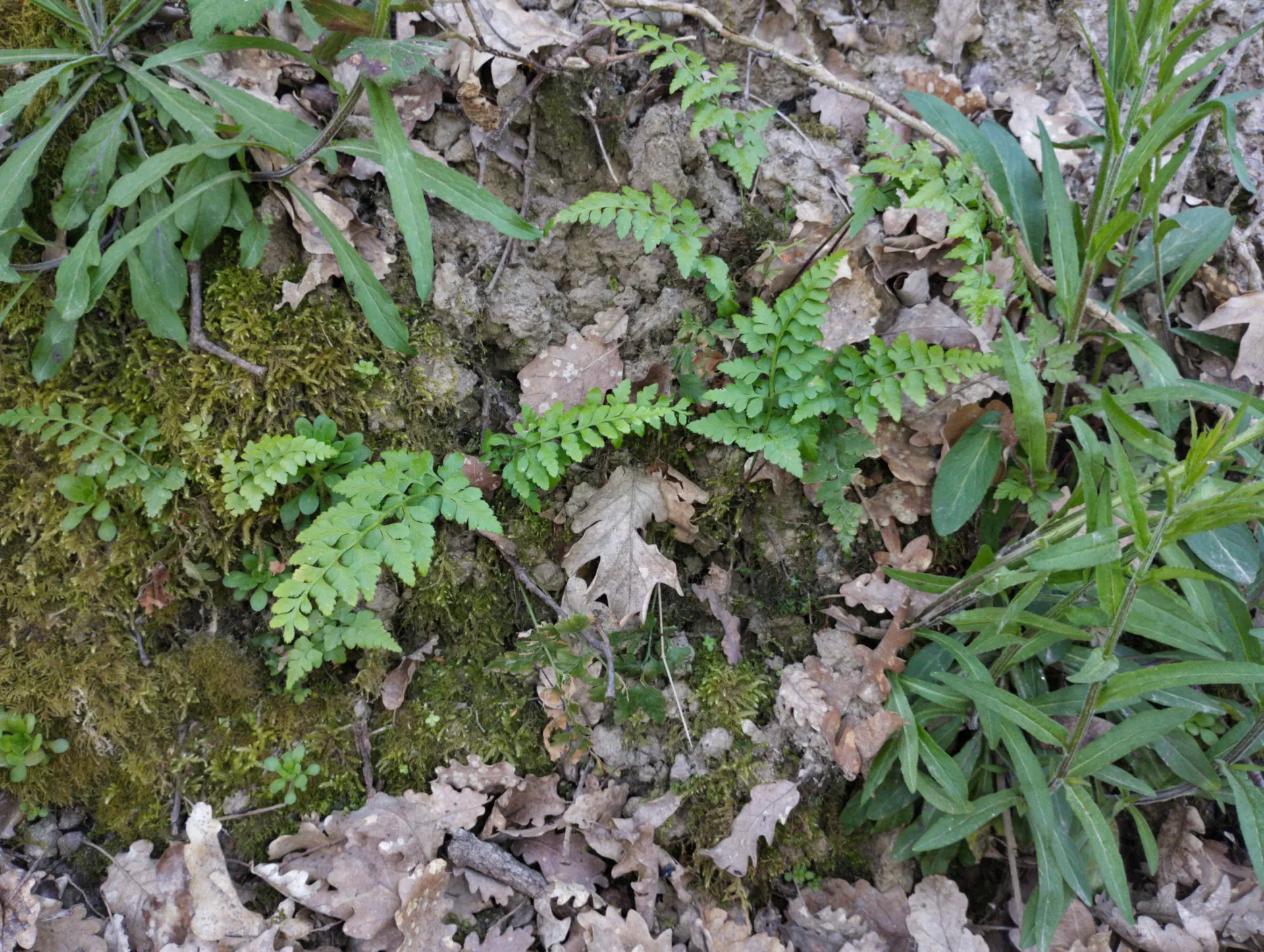 img/asplenium-adiantum-nigrum-14.webp