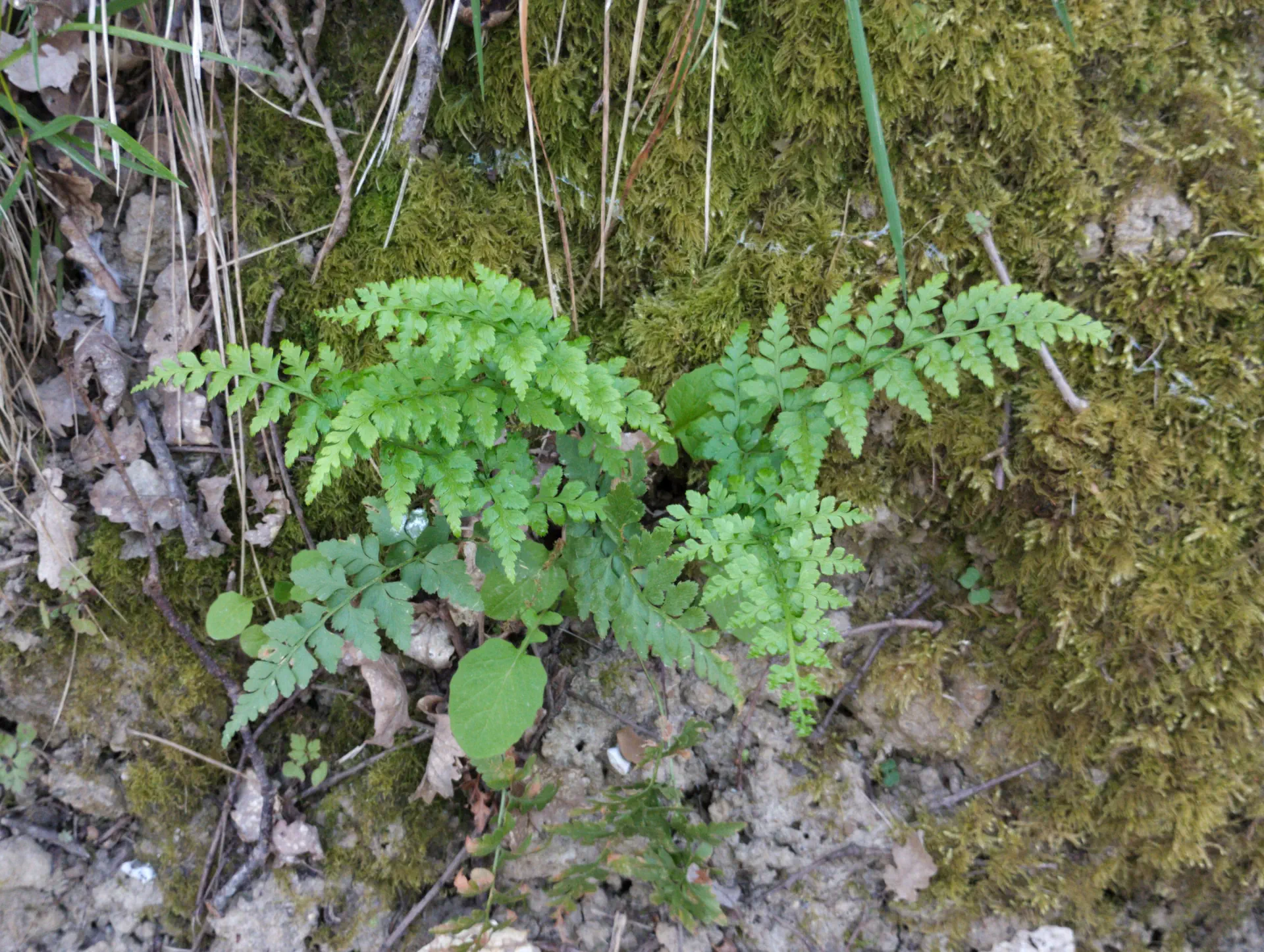 img/asplenium-adiantum-nigrum-15.webp