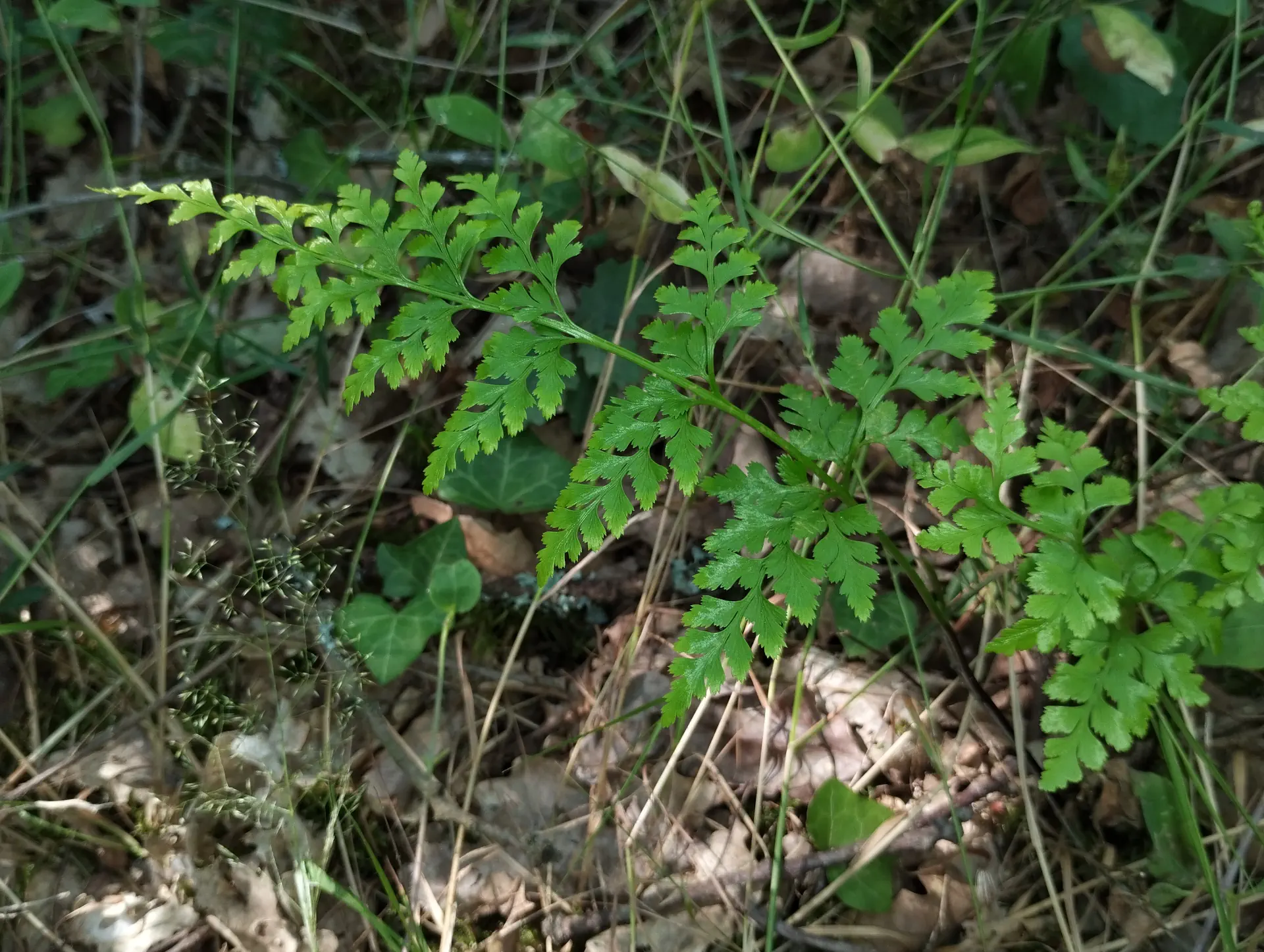 img/asplenium-adiantum-nigrum-2.webp