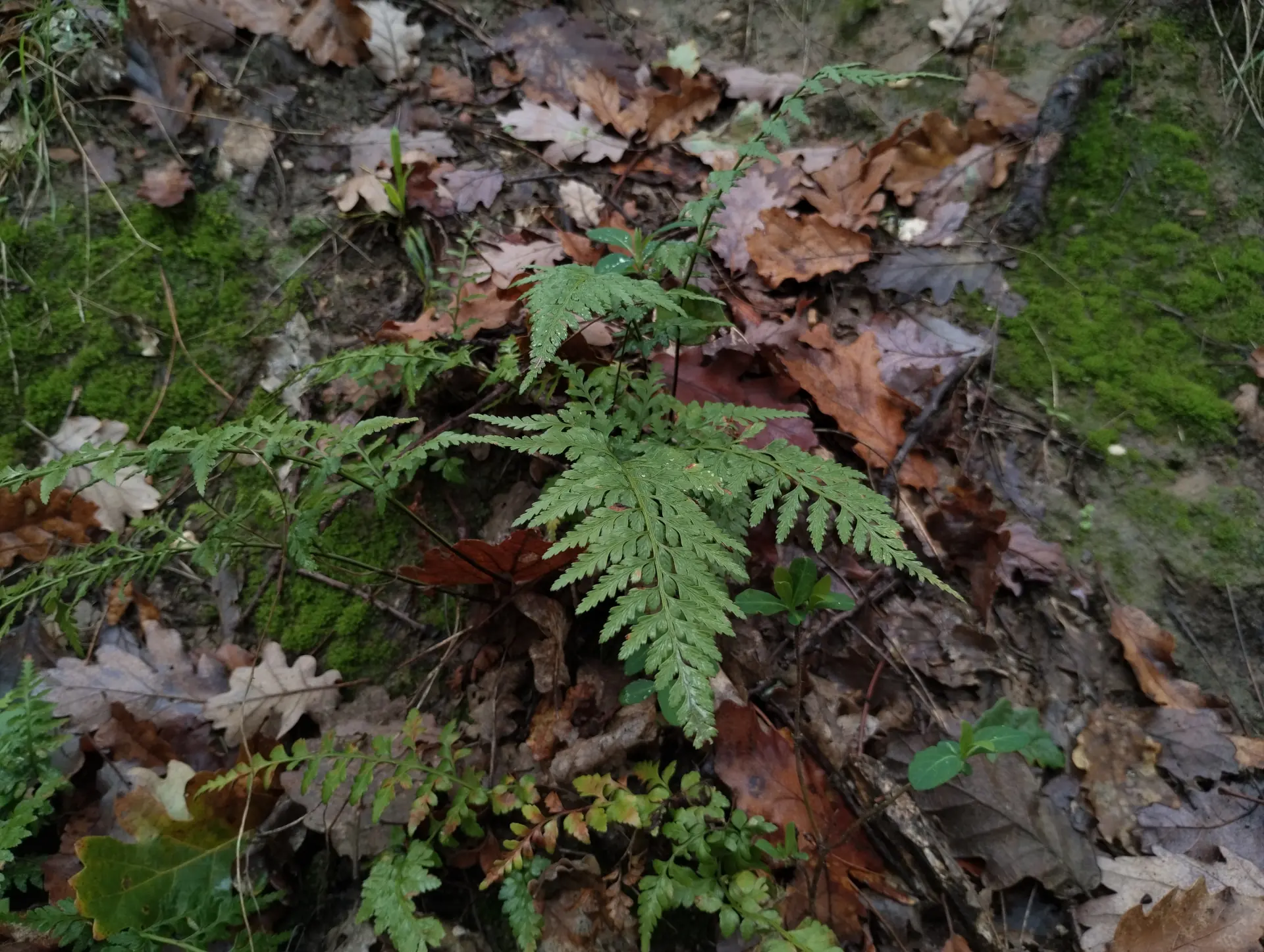 img/asplenium-adiantum-nigrum-3.webp