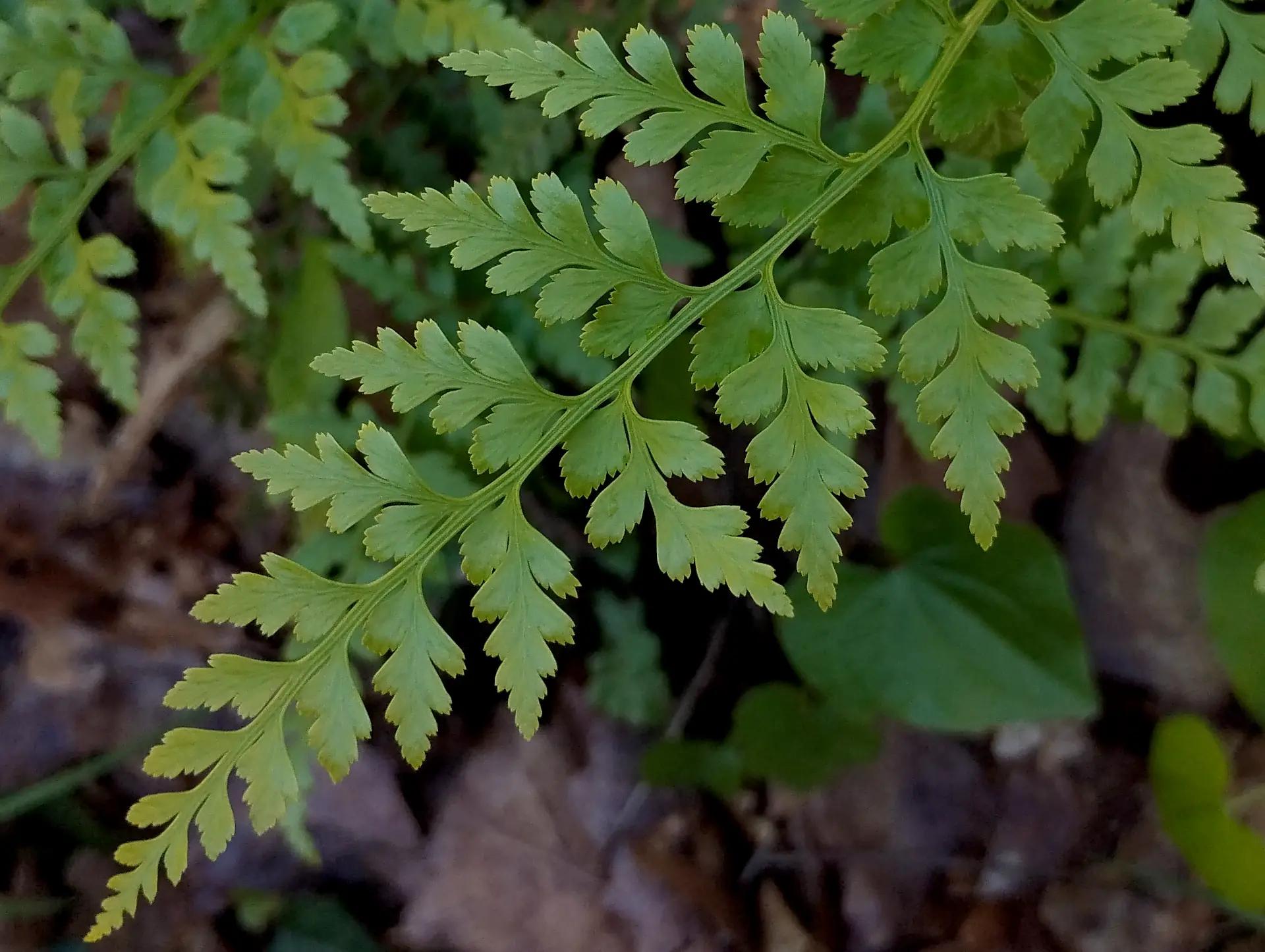img/asplenium-adiantum-nigrum-4.webp
