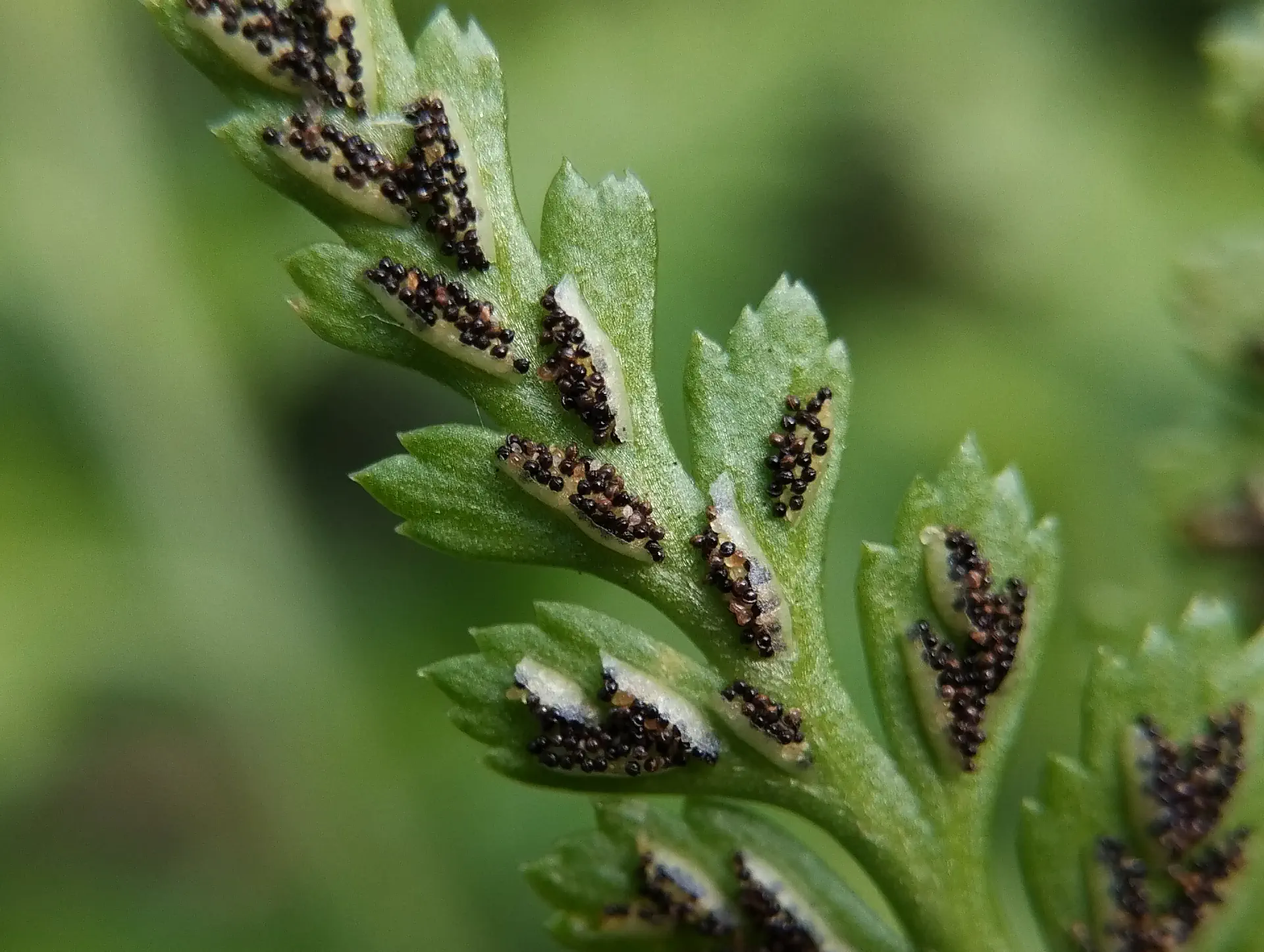 img/asplenium-adiantum-nigrum-5.webp