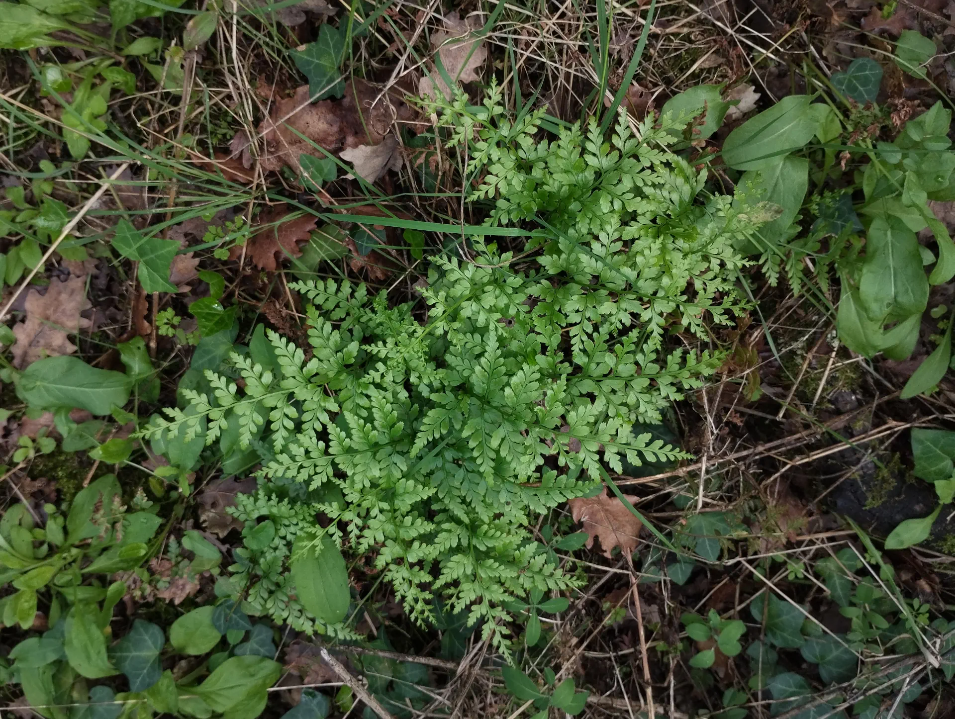 img/asplenium-adiantum-nigrum-6.webp