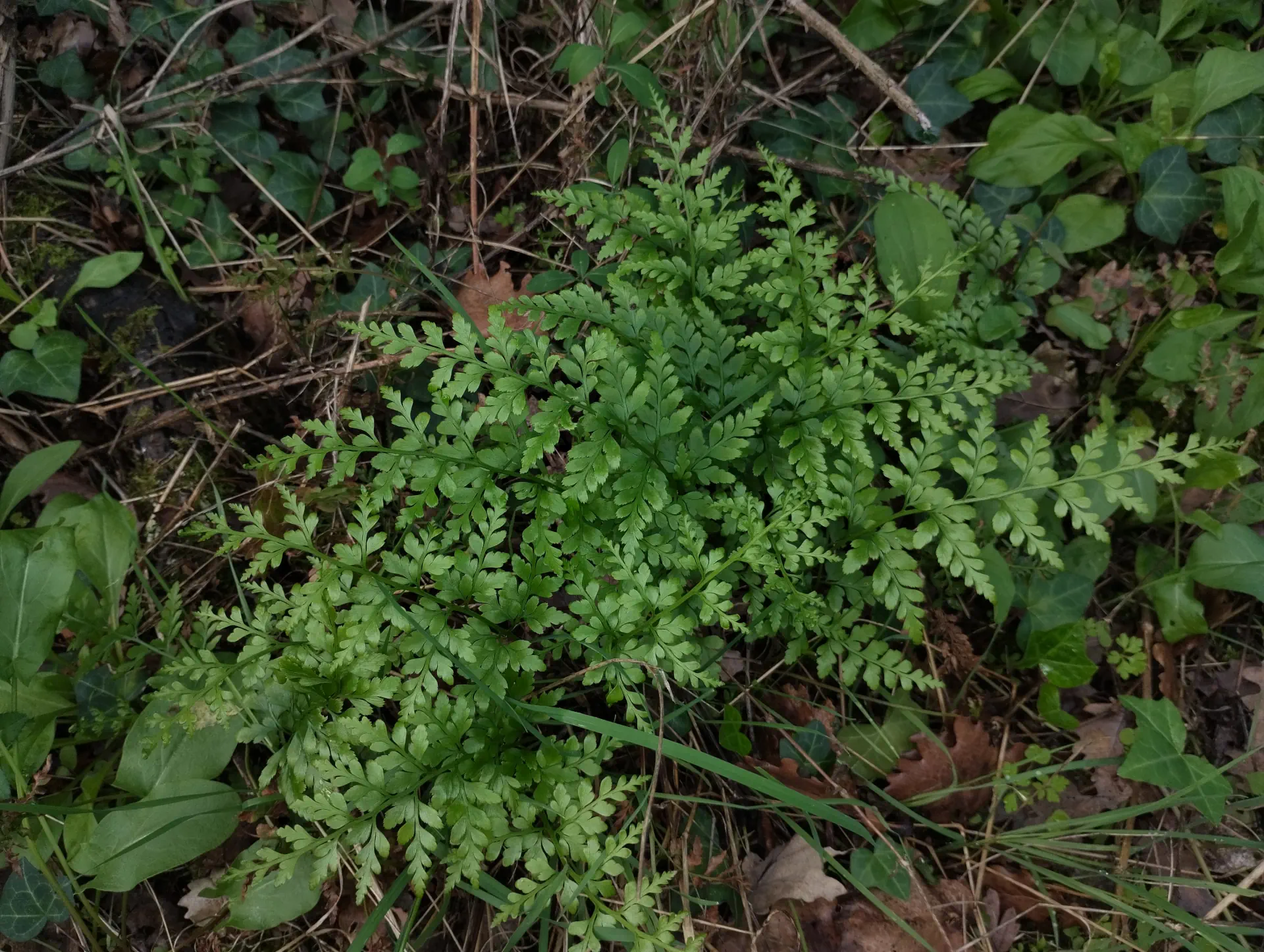 img/asplenium-adiantum-nigrum-7.webp