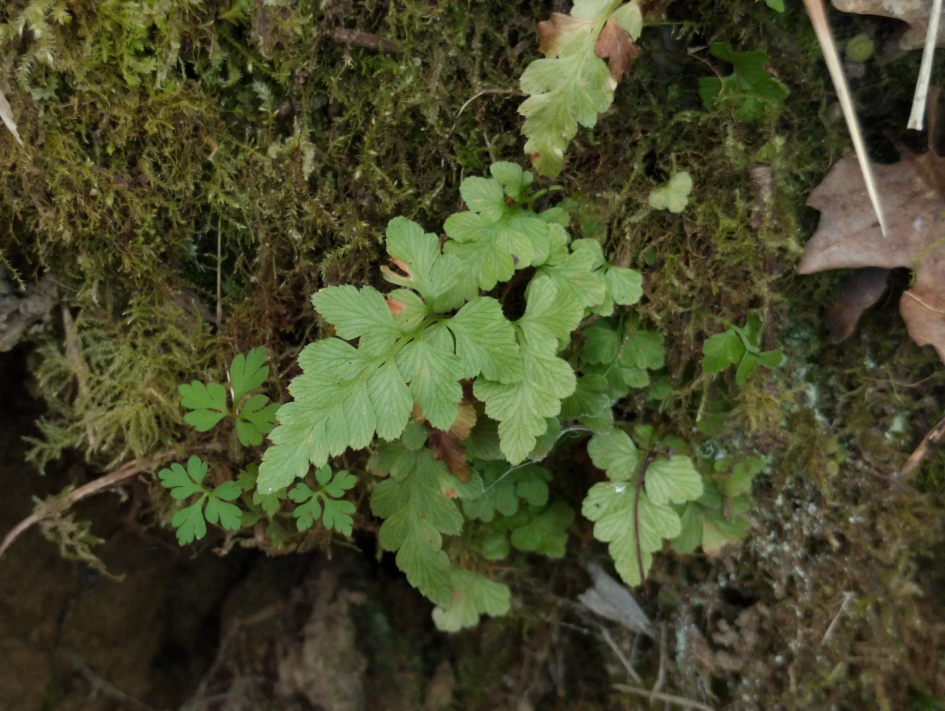 img/asplenium-adiantum-nigrum-8.webp