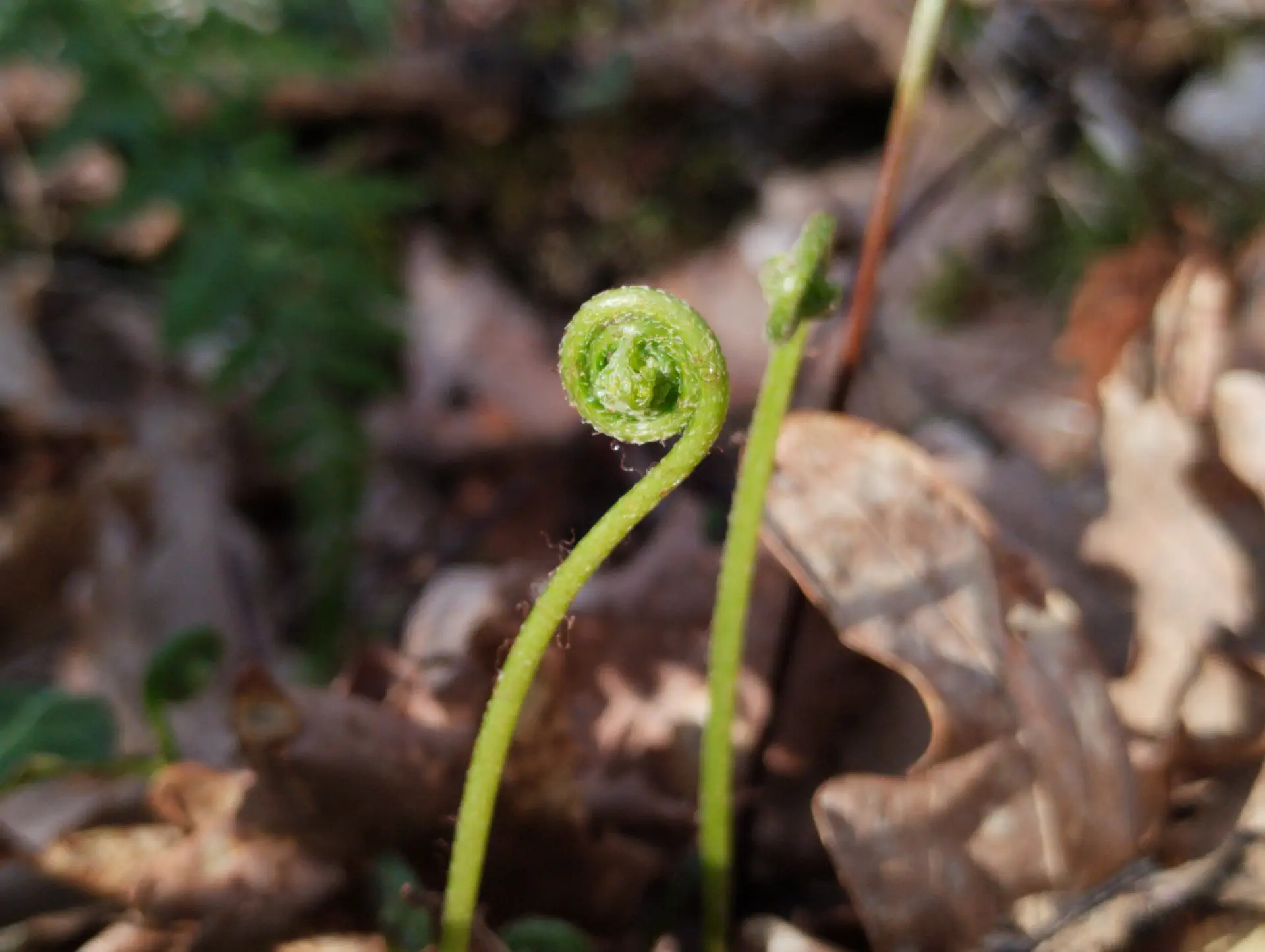 img/asplenium-adiantum-nigrum-9.webp