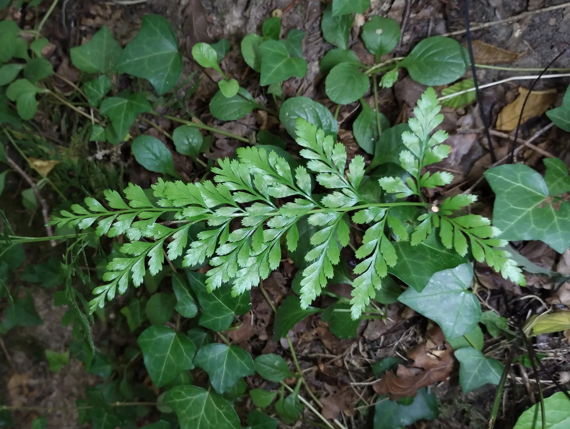 img/asplenium-adiantum-nigrum-anomaly-2.webp