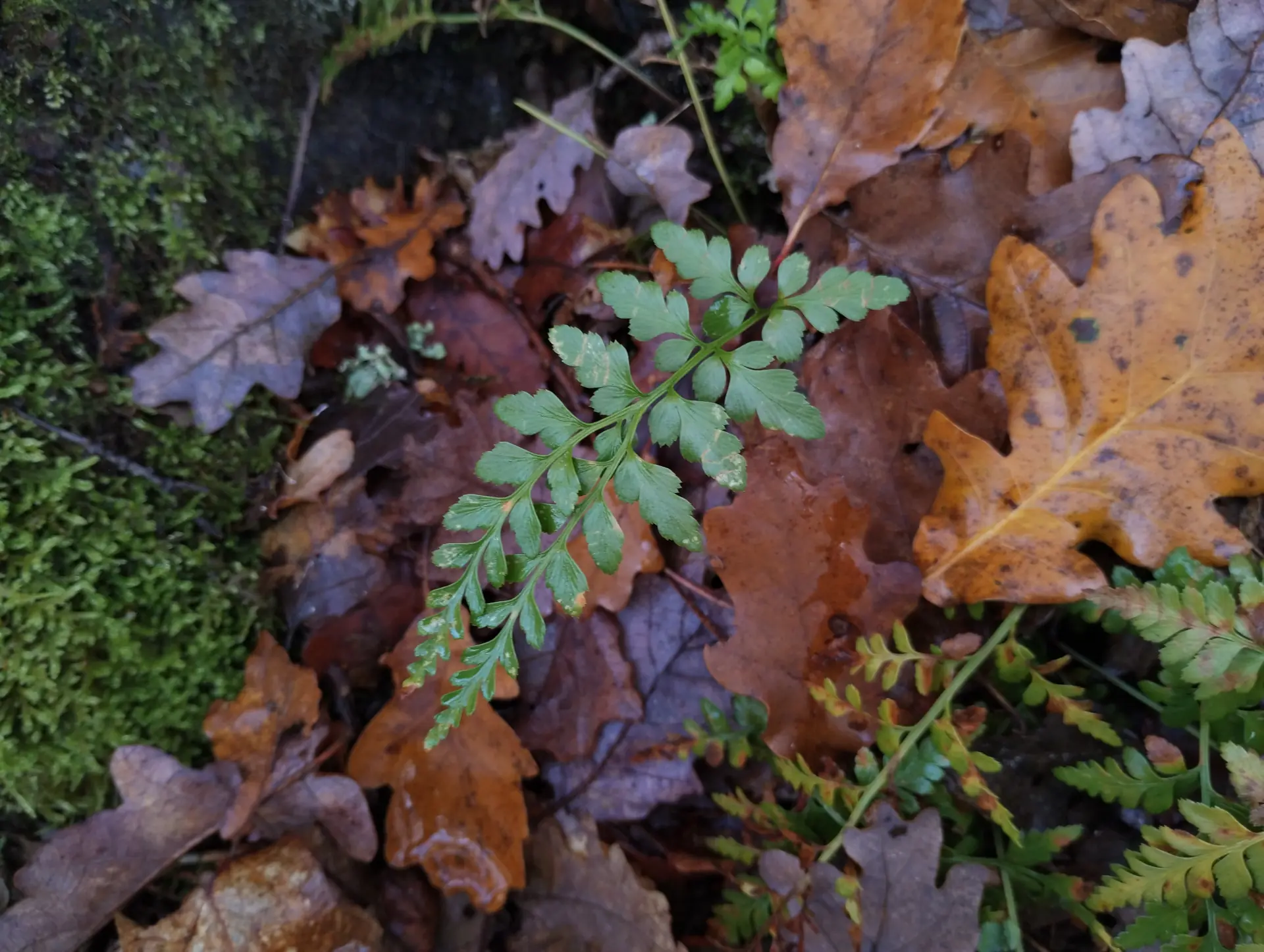 img/asplenium-adiantum-nigrum-anomaly.webp