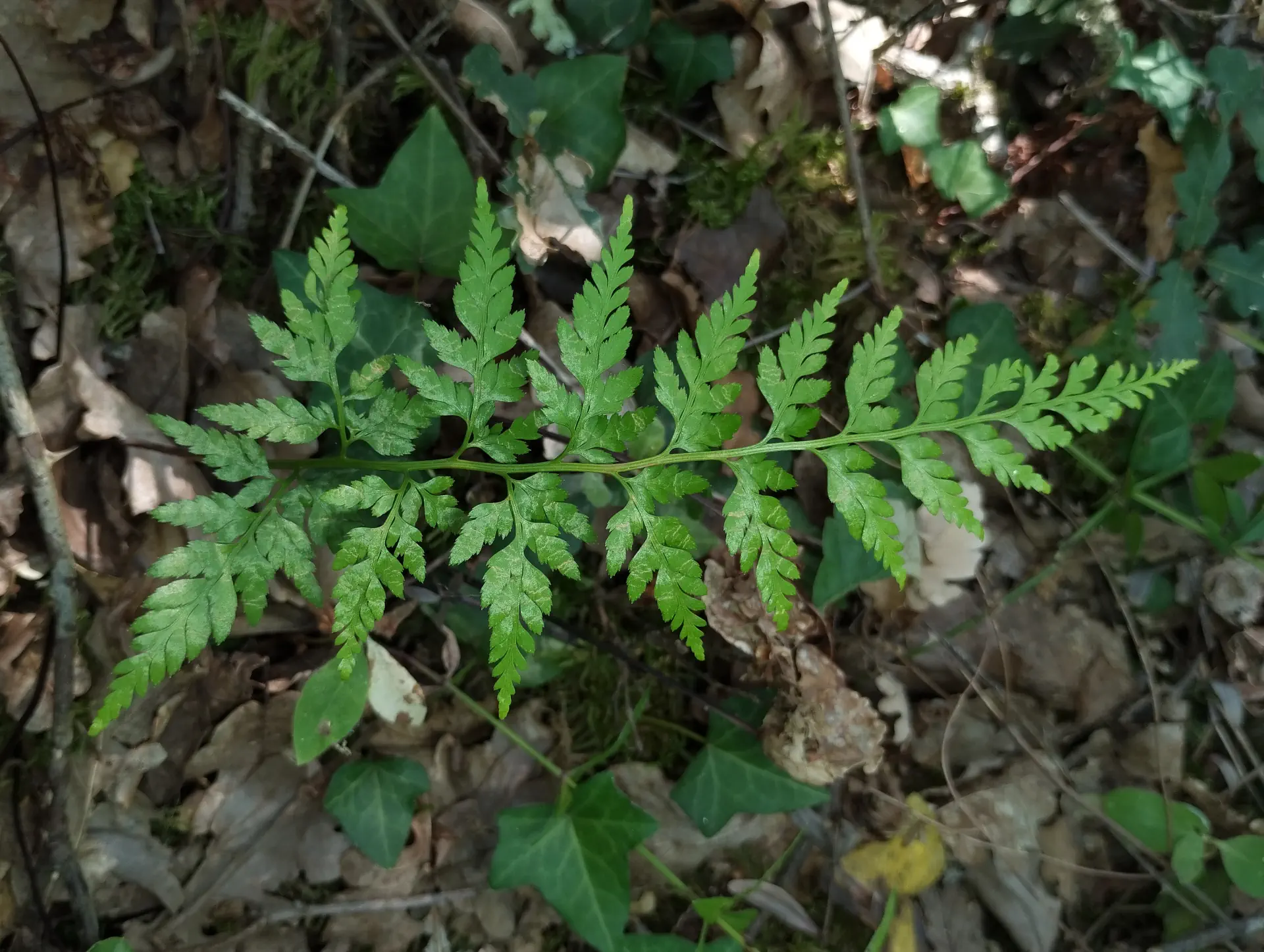 img/asplenium-adiantum-nigrum.webp