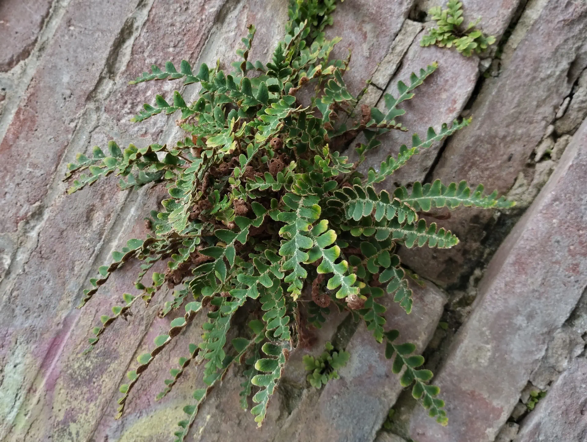 img/asplenium-ceterach-2.webp