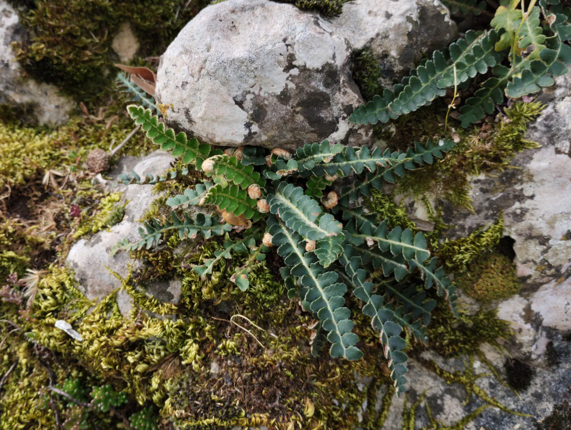 img/asplenium-ceterach-3.webp