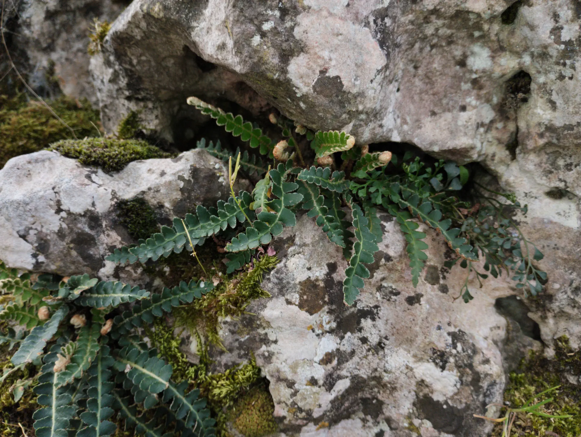 img/asplenium-ceterach-4.webp
