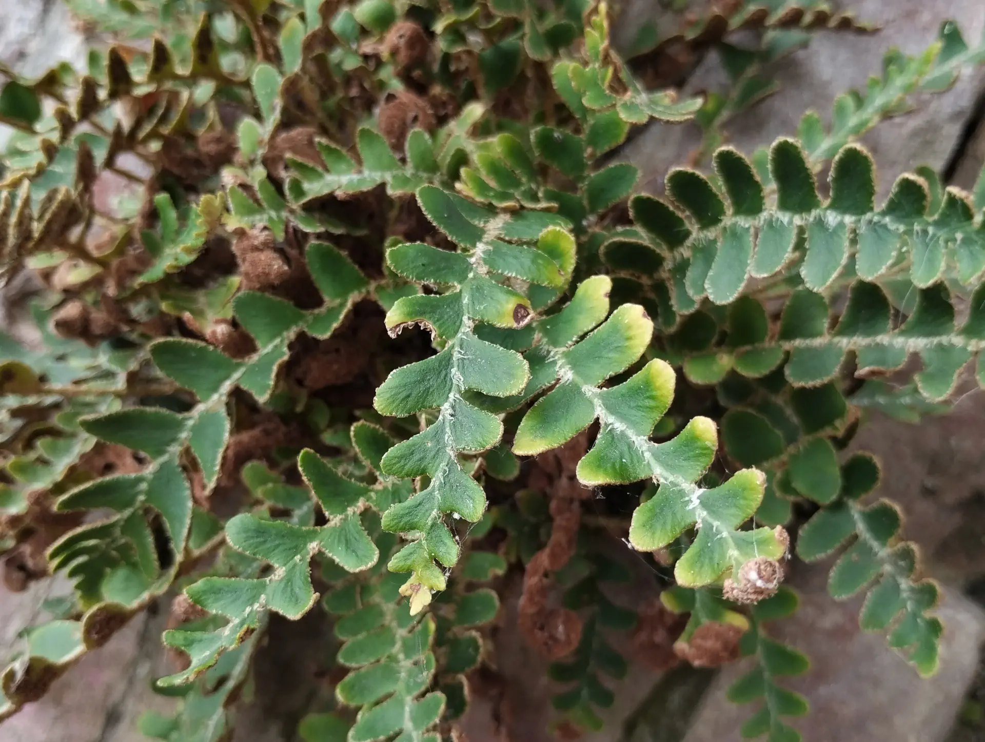 img/asplenium-ceterach.webp
