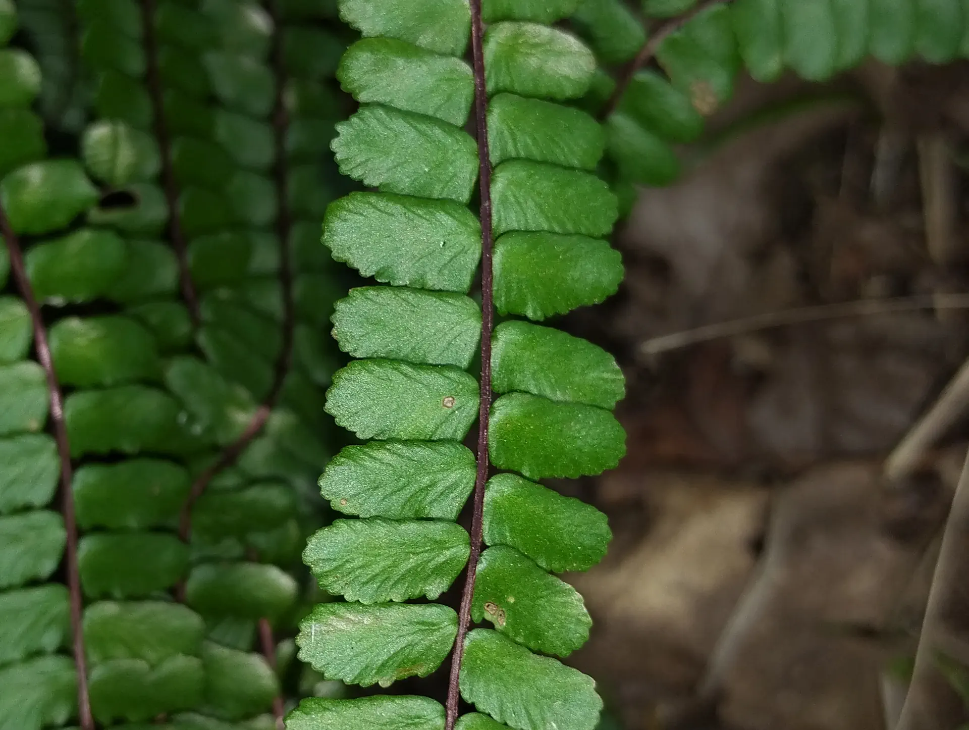img/asplenium-quadrivalens-10.webp