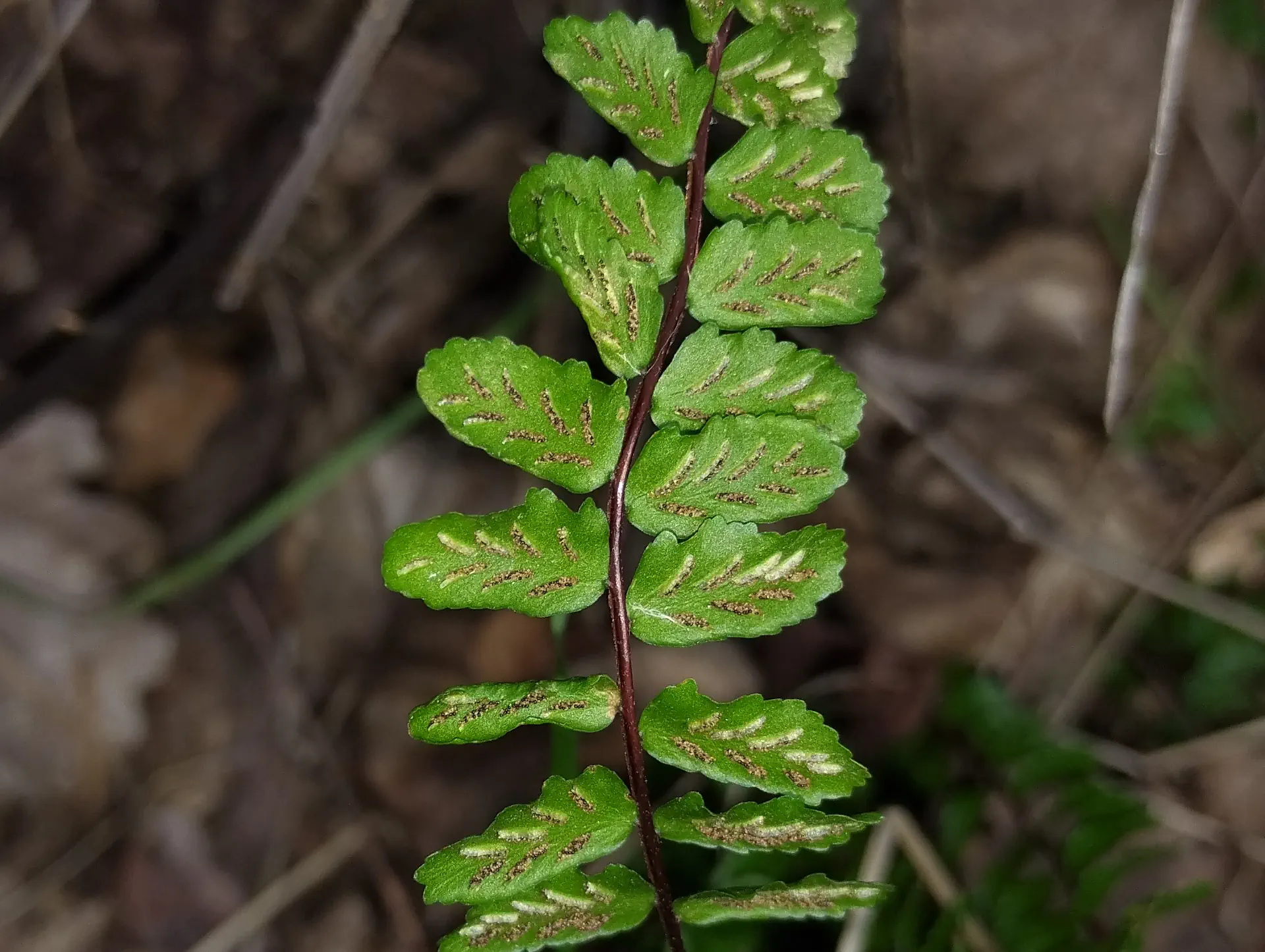 img/asplenium-quadrivalens-11.webp
