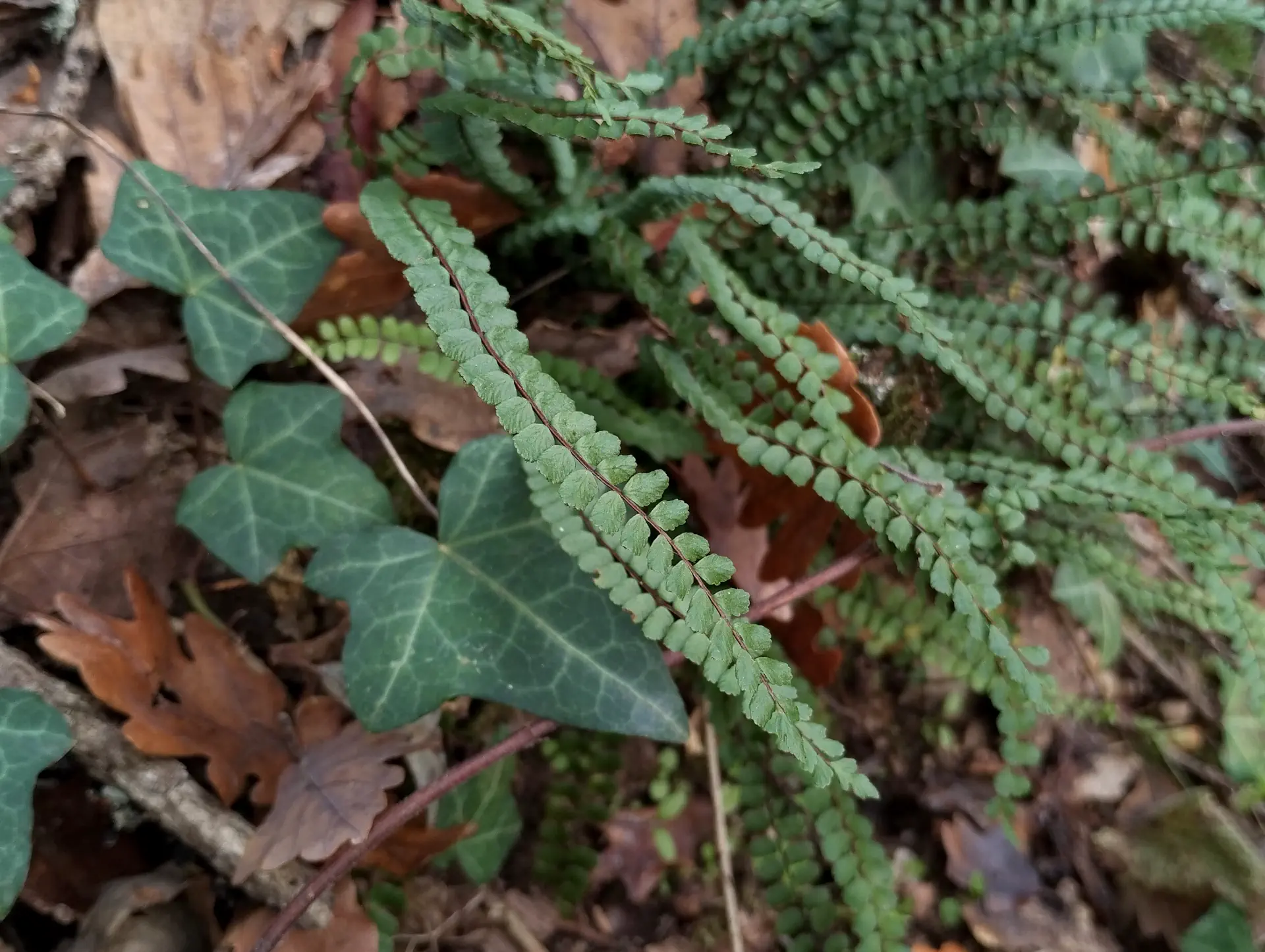 img/asplenium-quadrivalens-12.webp