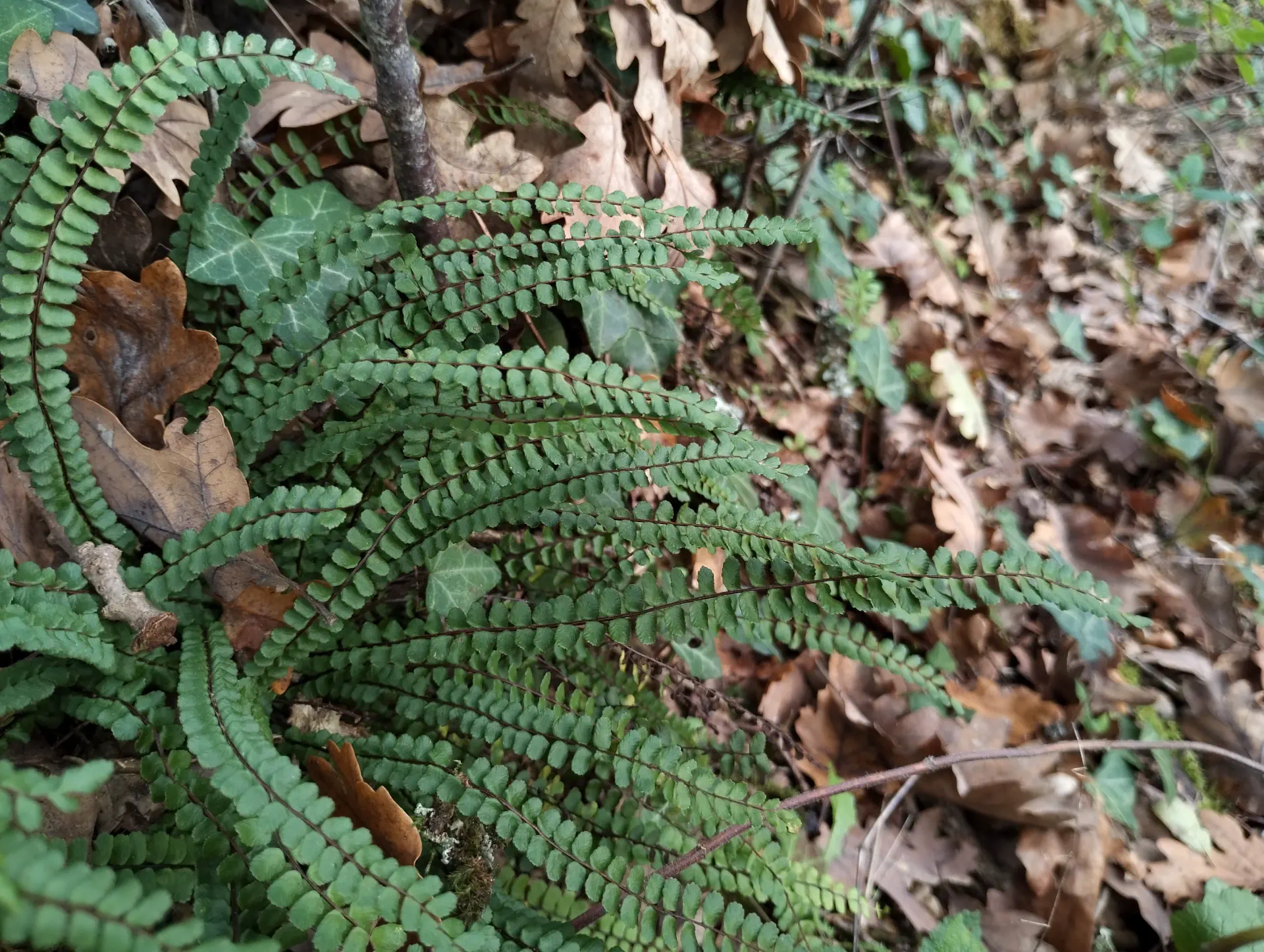 img/asplenium-quadrivalens-14.webp