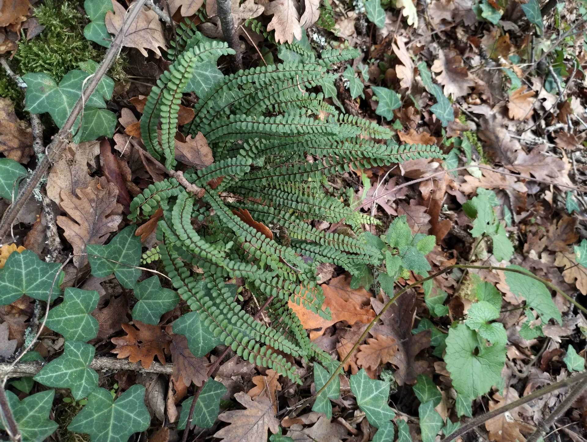 img/asplenium-quadrivalens-15.webp