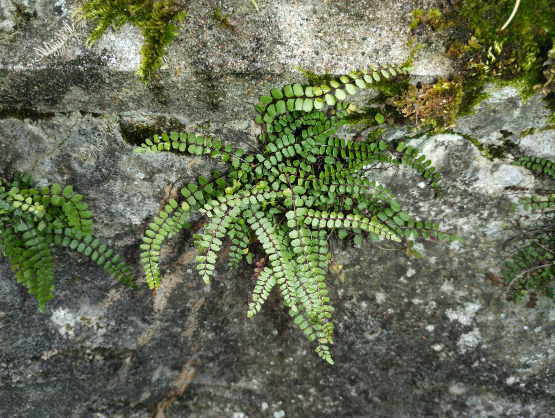 img/asplenium-quadrivalens-16.webp