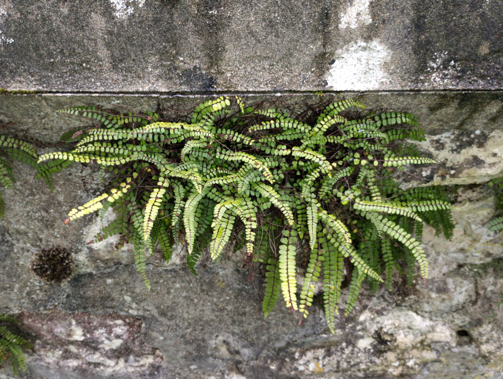 img/asplenium-quadrivalens-17.webp
