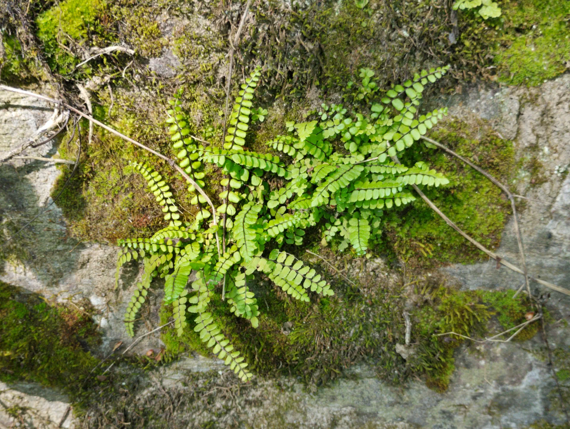 img/asplenium-quadrivalens-19.webp