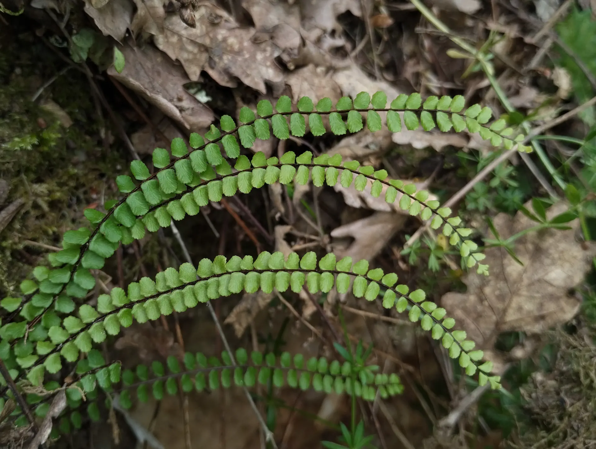 img/asplenium-quadrivalens-2.webp