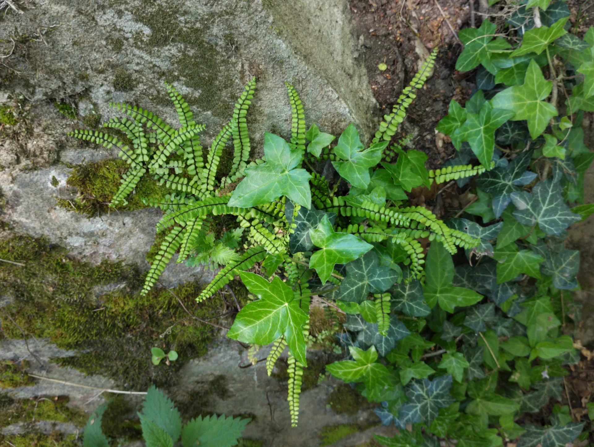 img/asplenium-quadrivalens-20.webp