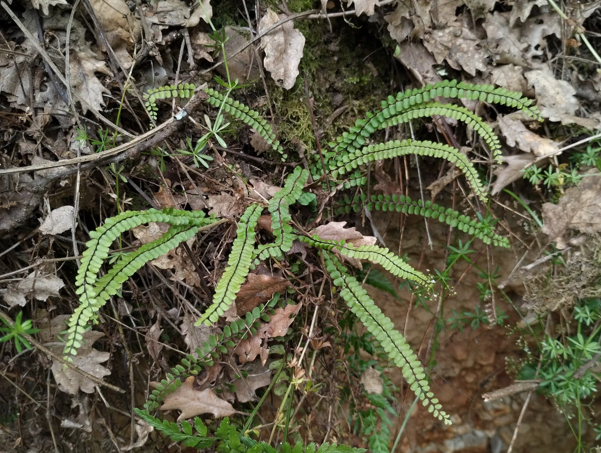 img/asplenium-quadrivalens-3.webp