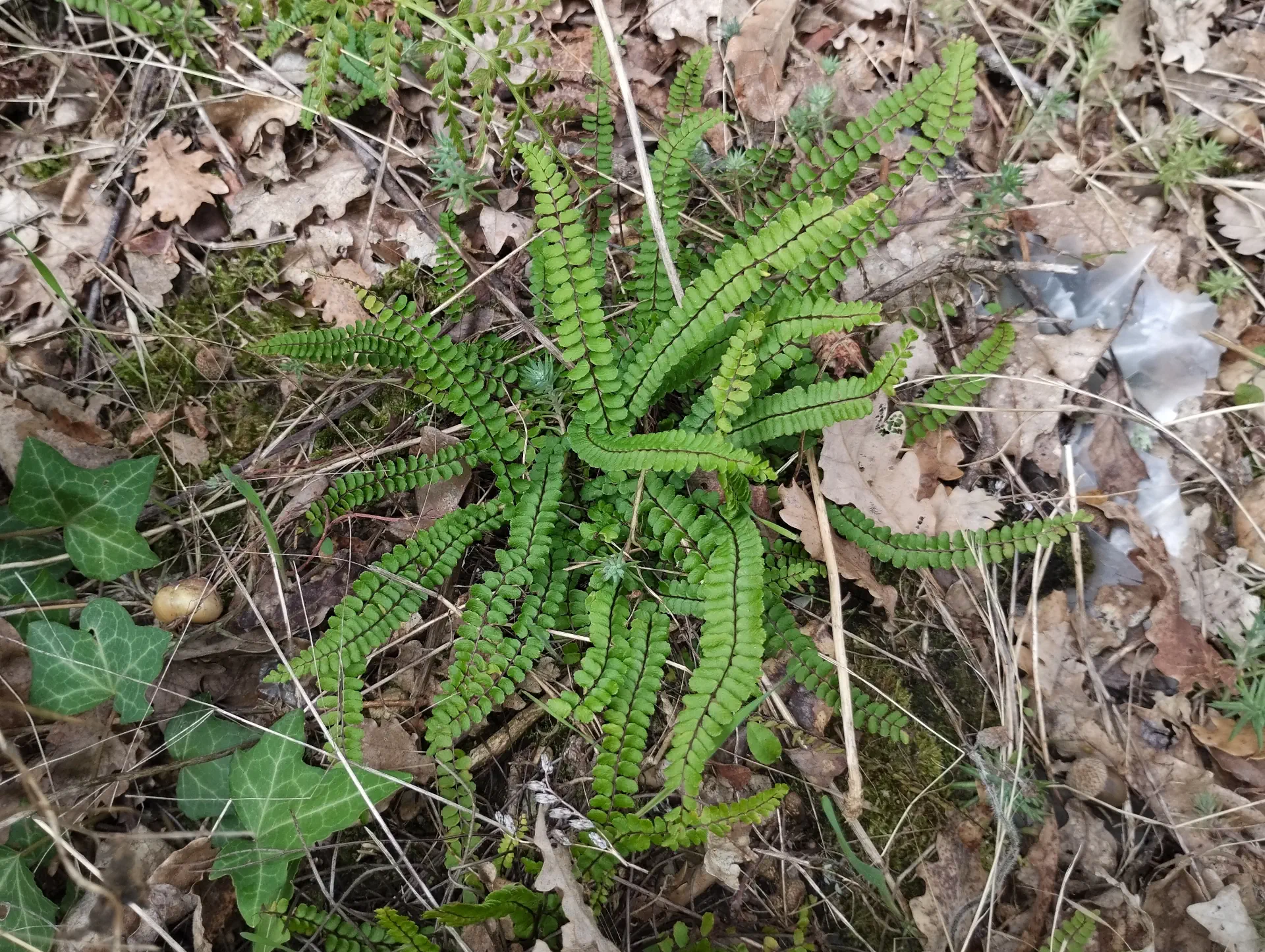 img/asplenium-quadrivalens-4.webp