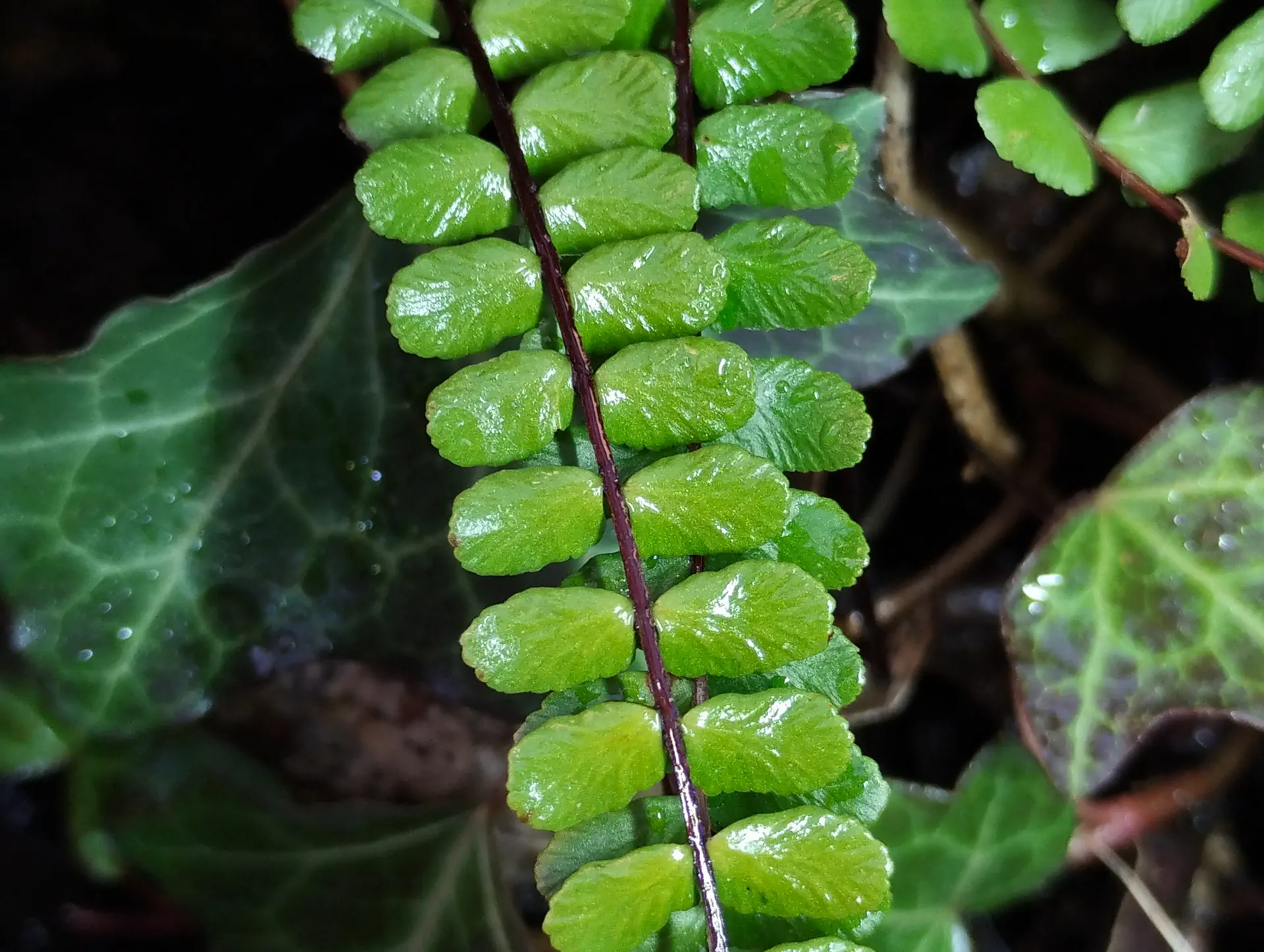 img/asplenium-quadrivalens-5.webp