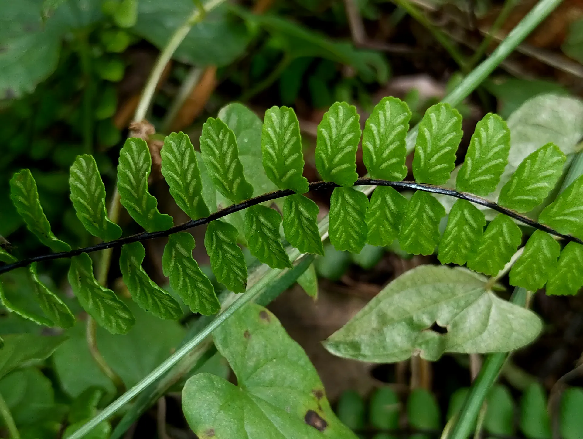 img/asplenium-quadrivalens-6.webp